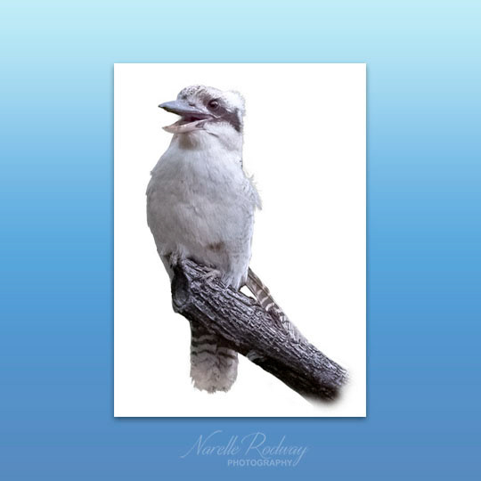 Laughing Kookaburra