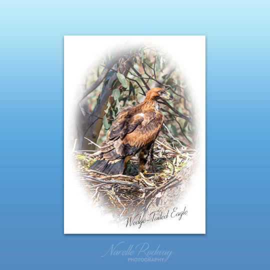Wedge-tailed Eagle