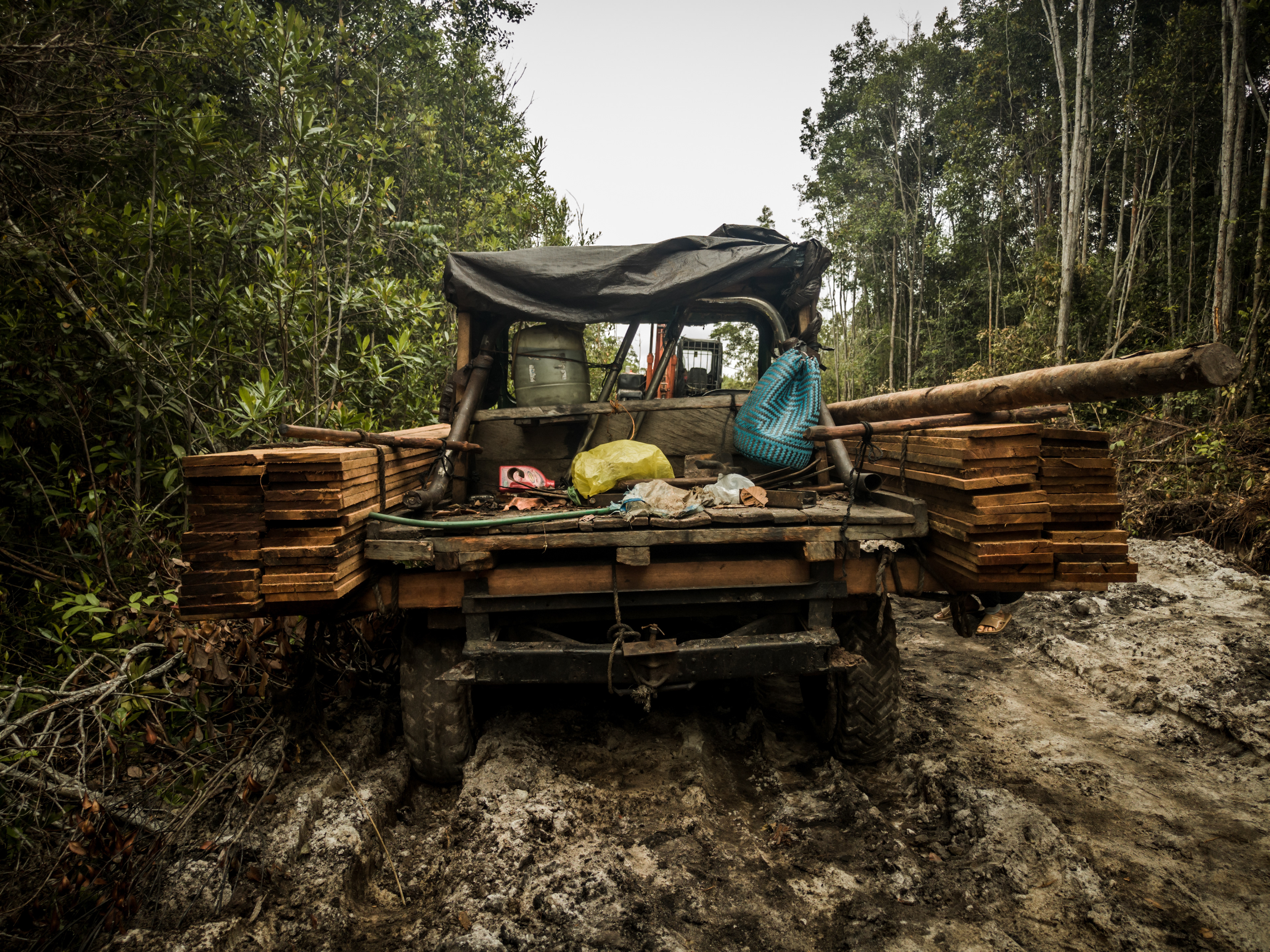 Customary Forest Borneo