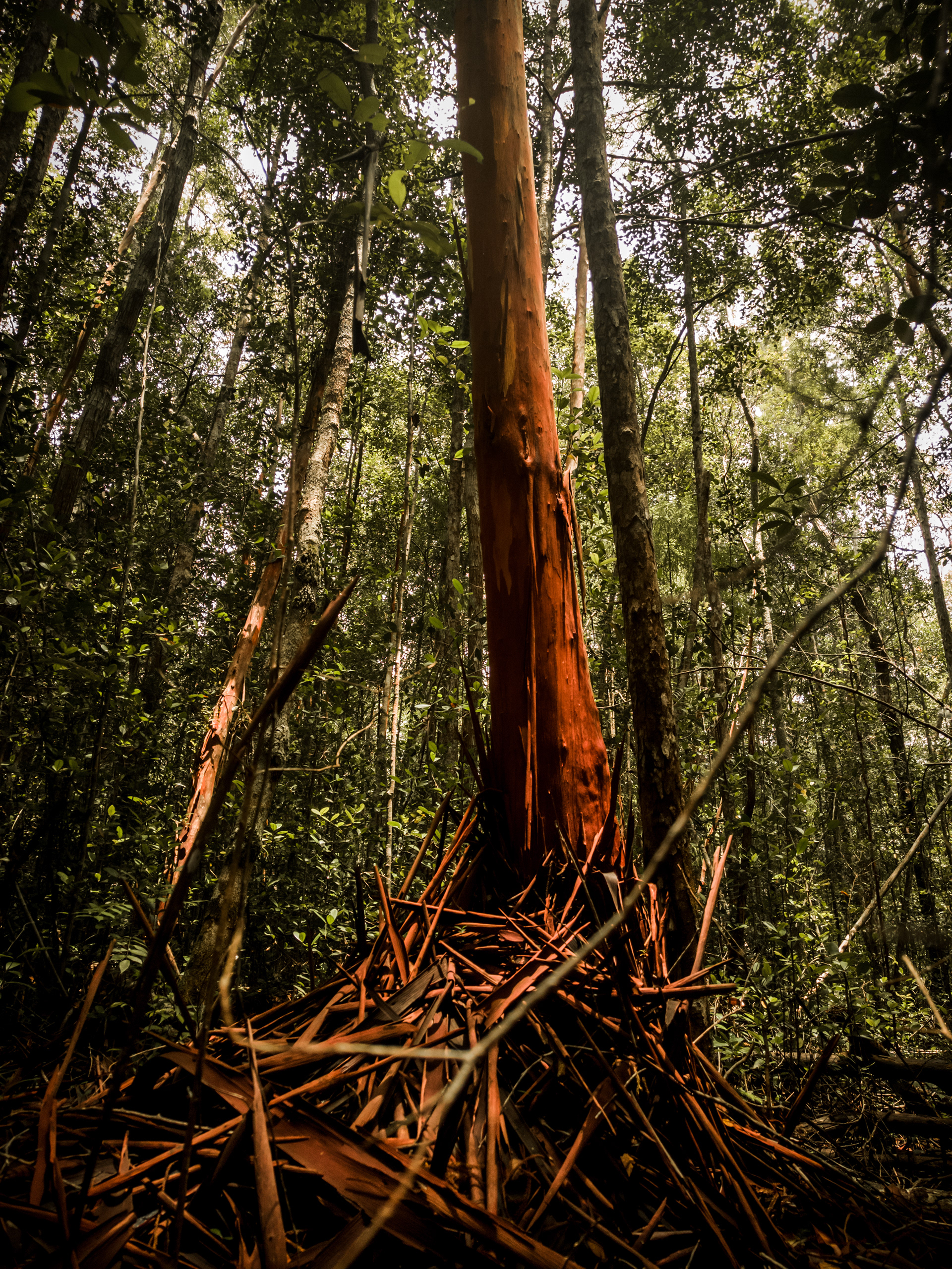 Red Belawan tree Borneo
