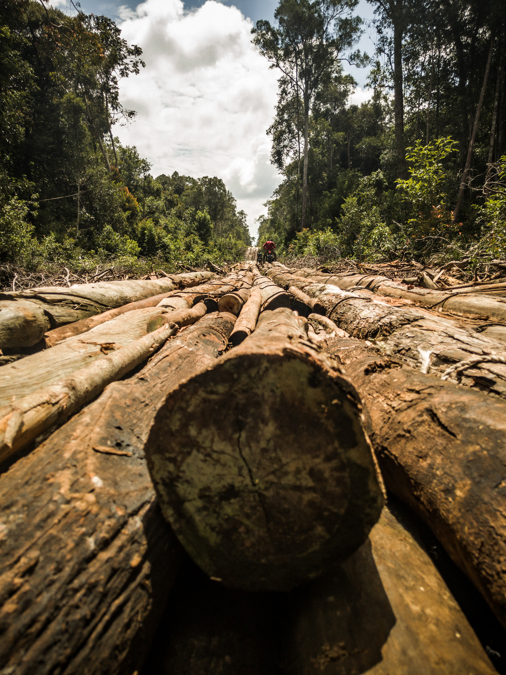 Visual storytelling for environmental conservation
