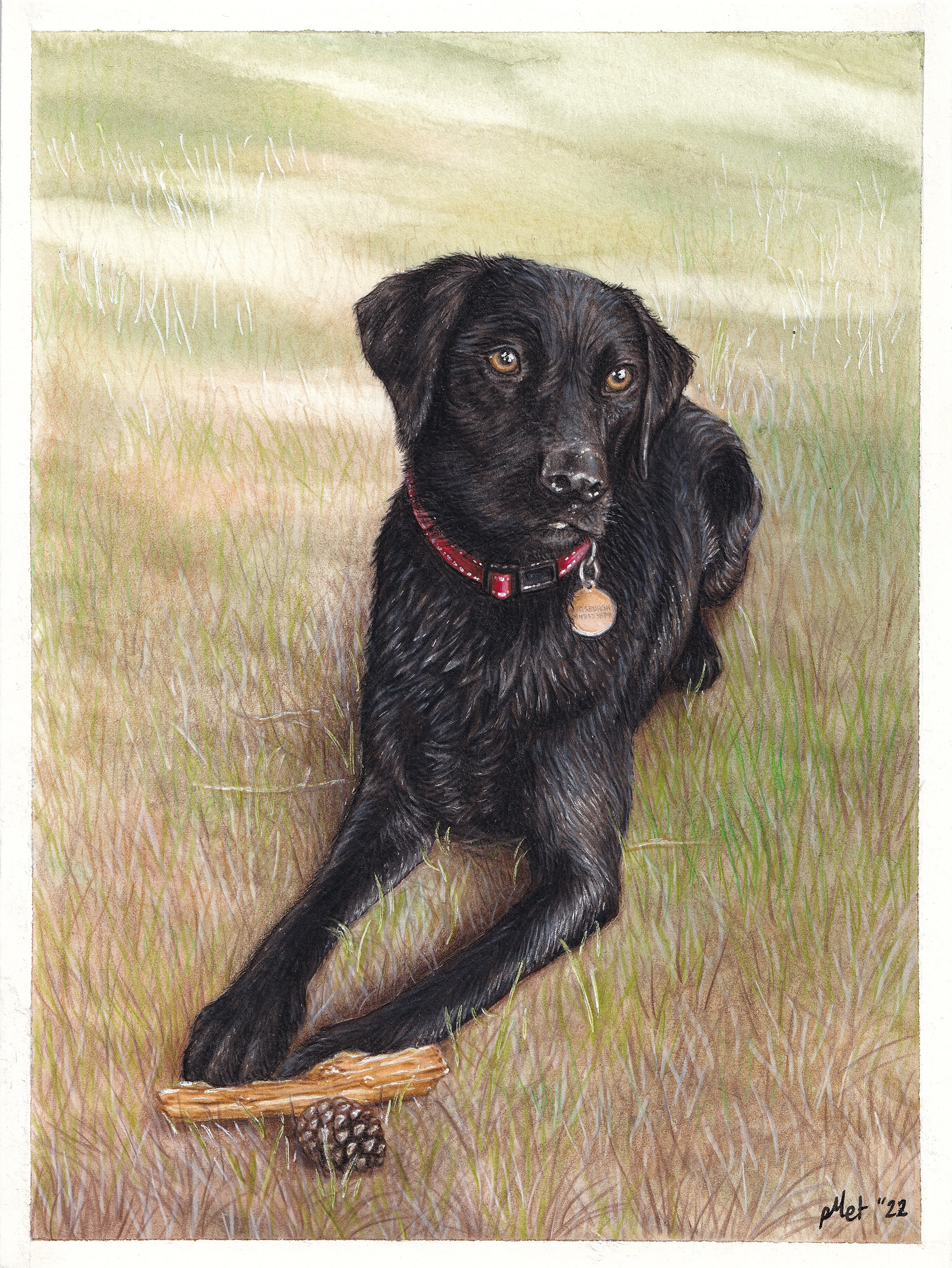 Commissioned portrait of Archie as a fully-grown black Lab