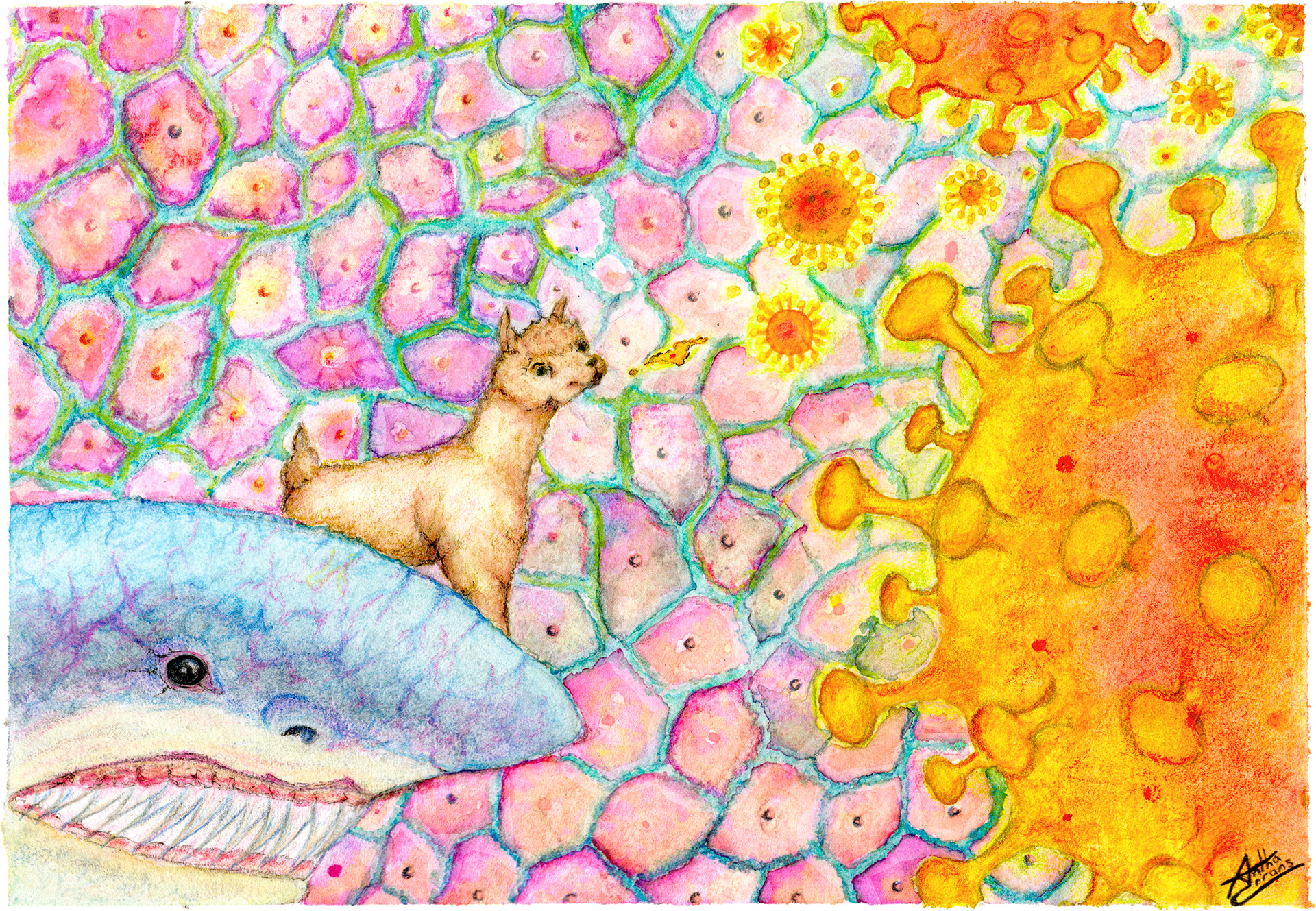 Llama riding a shark spiting at Covid-19.