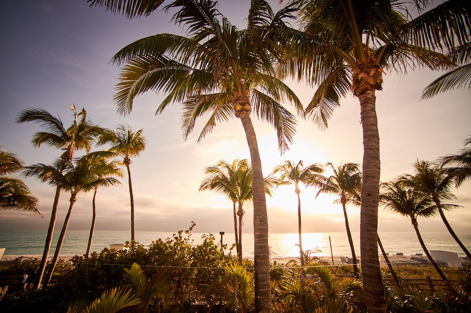 Mood shot capturing palm trees at sunset.
