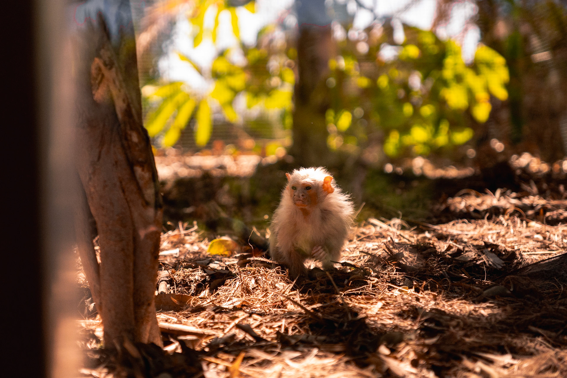 Silvery Marmoset