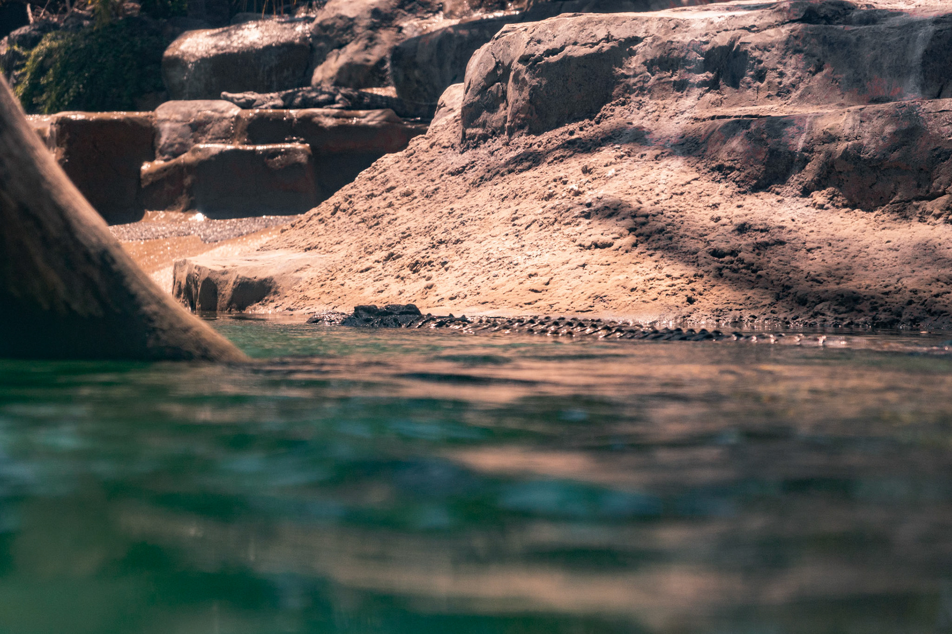 Nile Crocodile