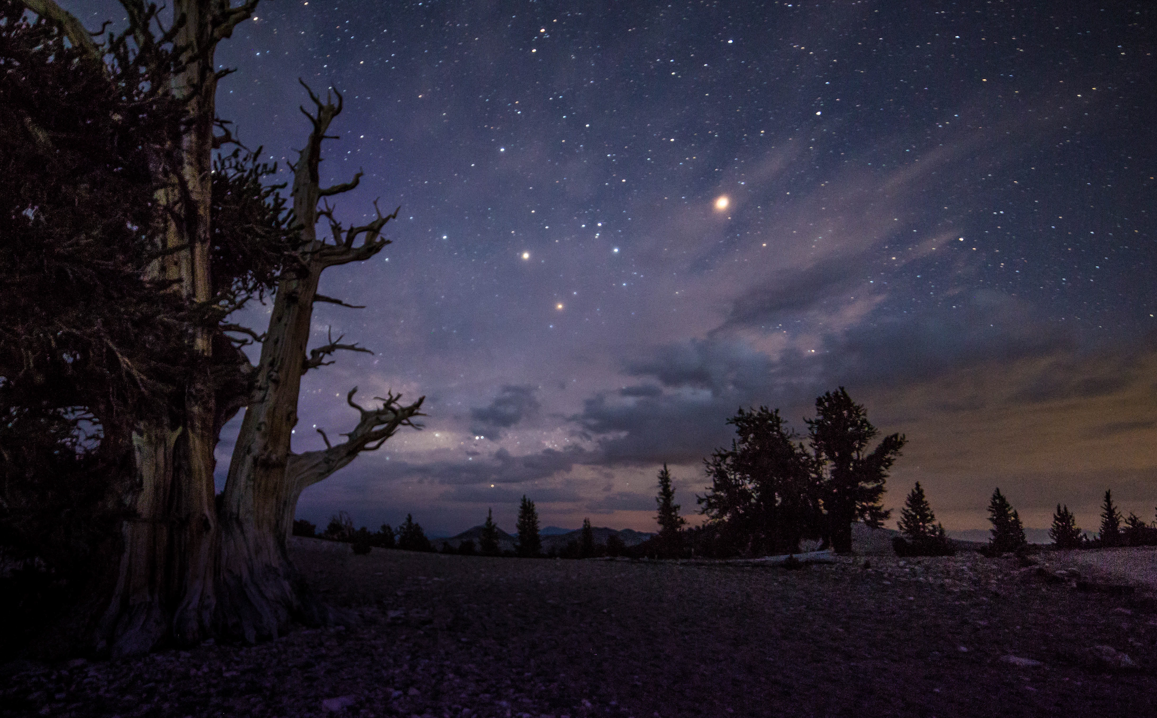 Bristlecone Forest