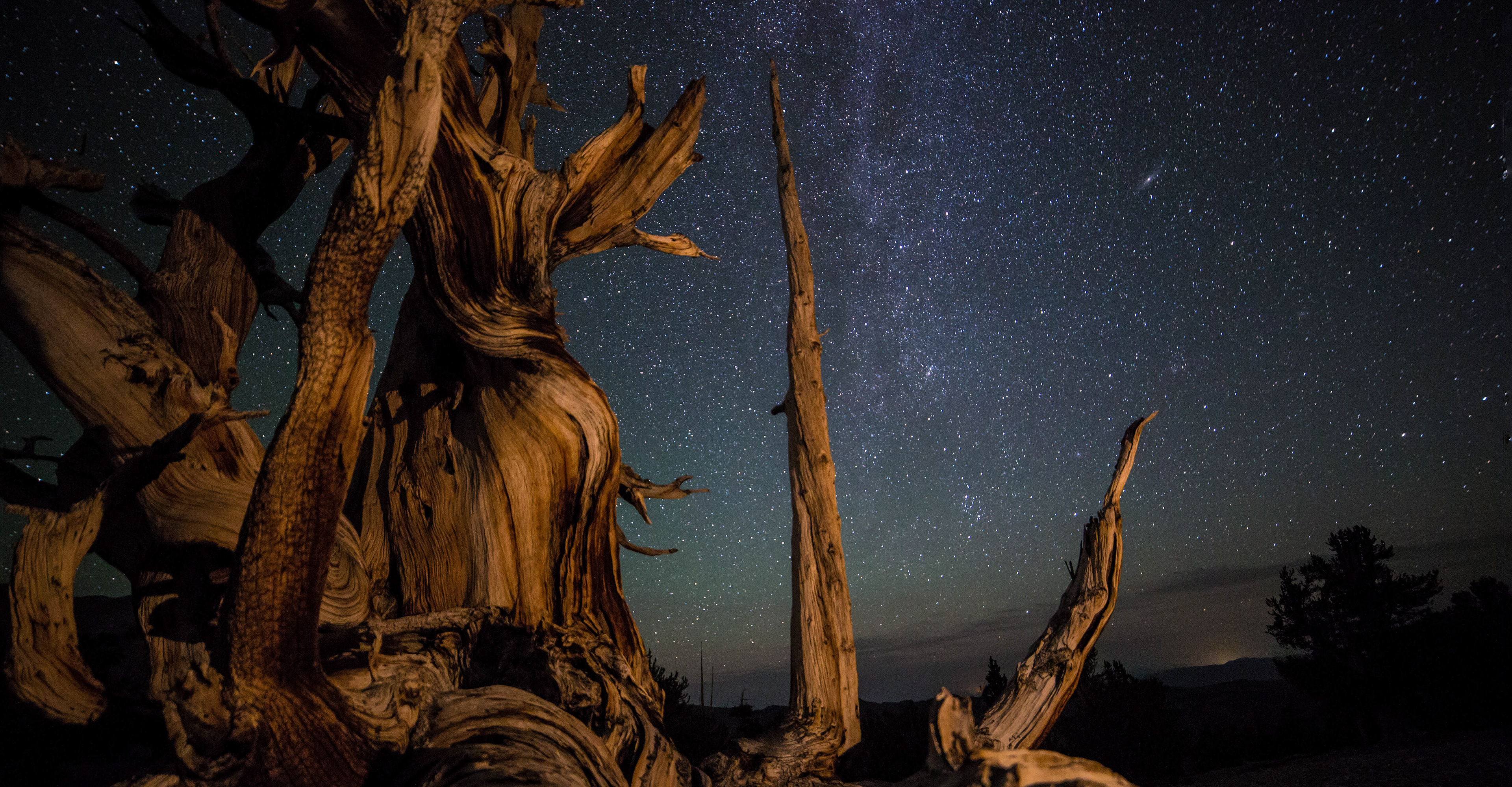 Methuselah Grove