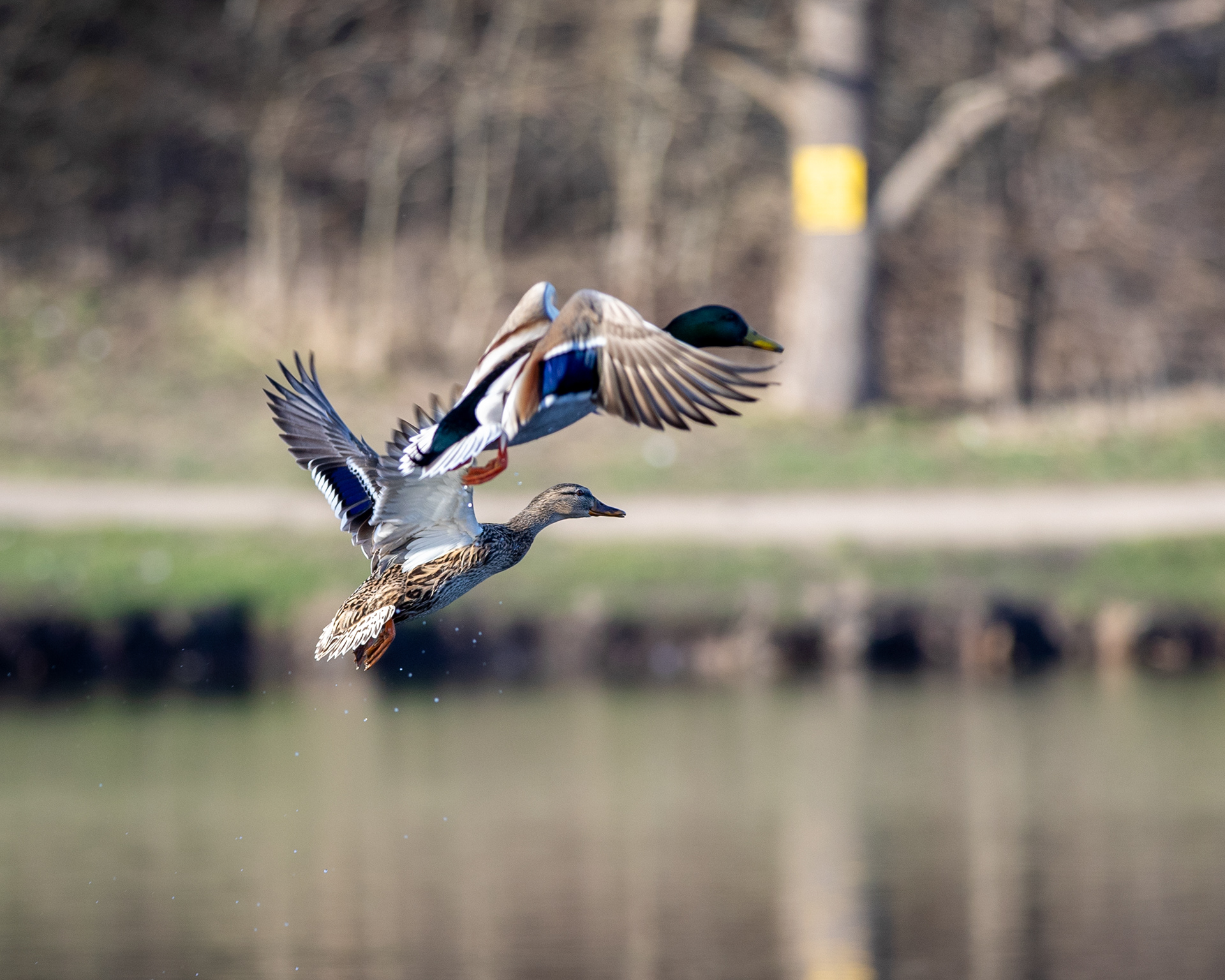 2021-03-25 - Canon EOS 5D Mark IV - 70-200 2.8L