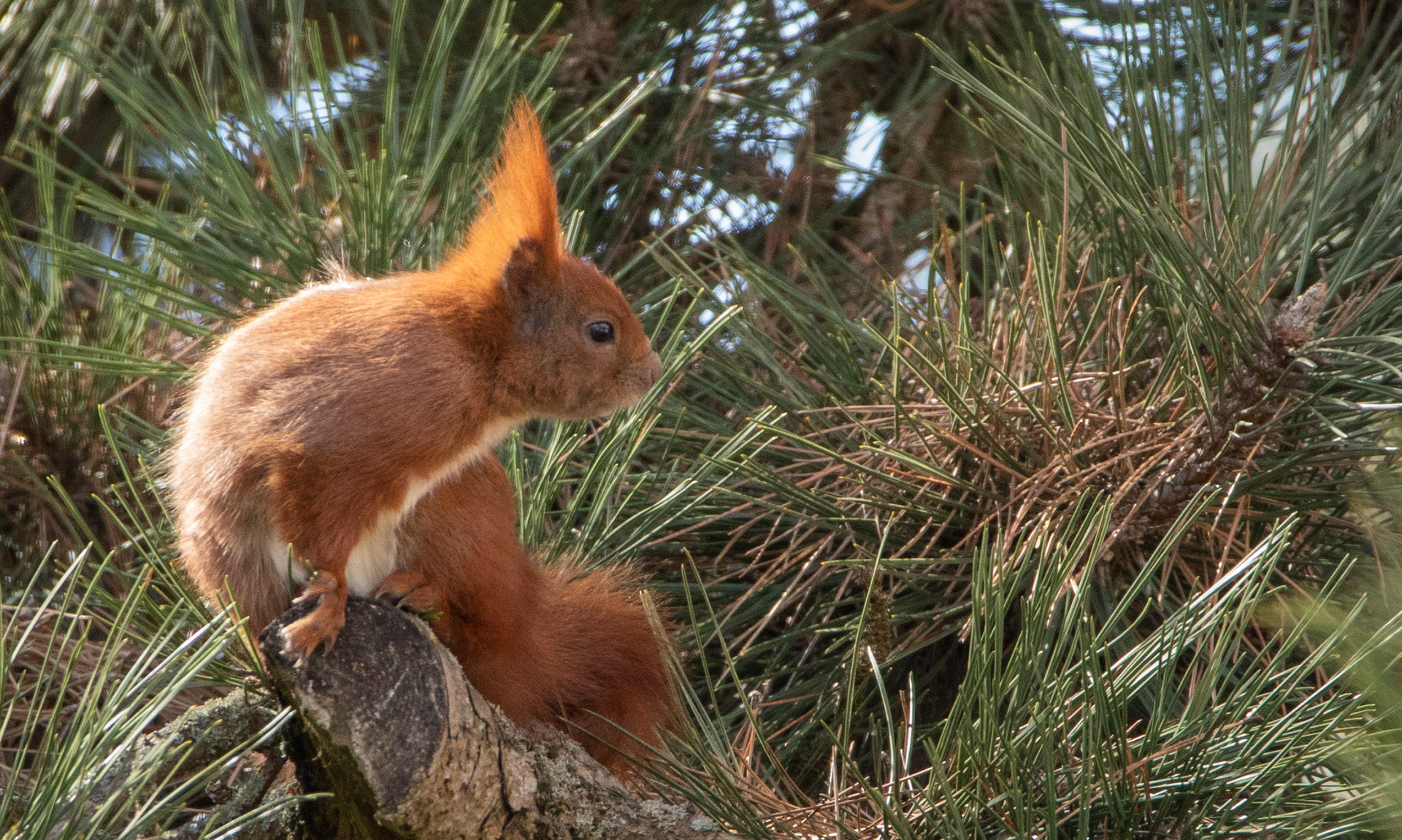 2021-04-07 EOS 5D Mark IV - Sigma 150-600mm