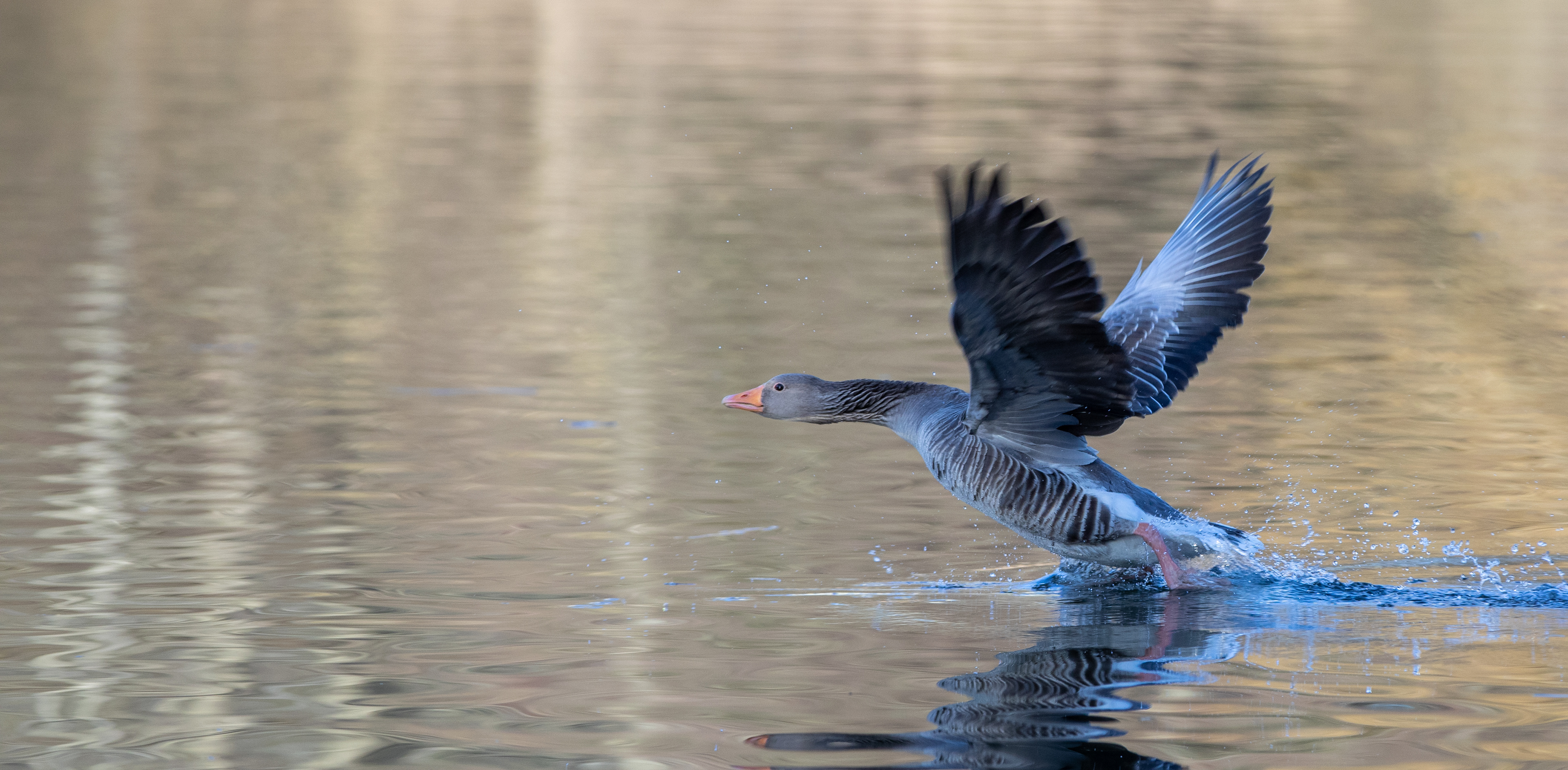 2021-03-25 - Canon EOS 5D Mark IV - 70-200 2.8L