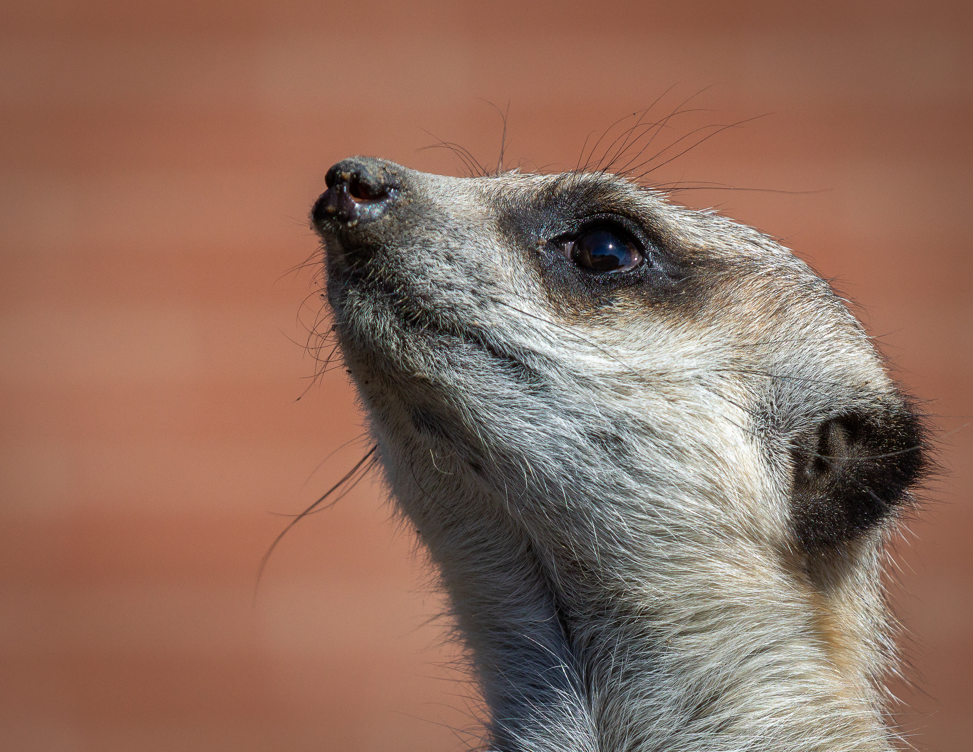 2022-04-16 EOS 5D Mark IV - Canon 70-200 2.8L