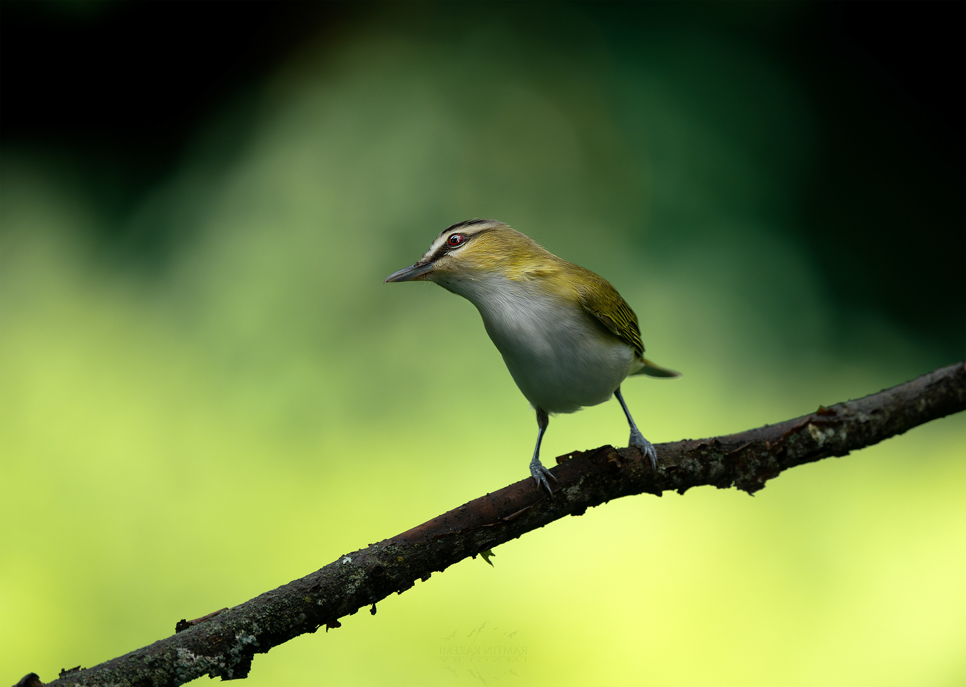 Red-eyed Vireo