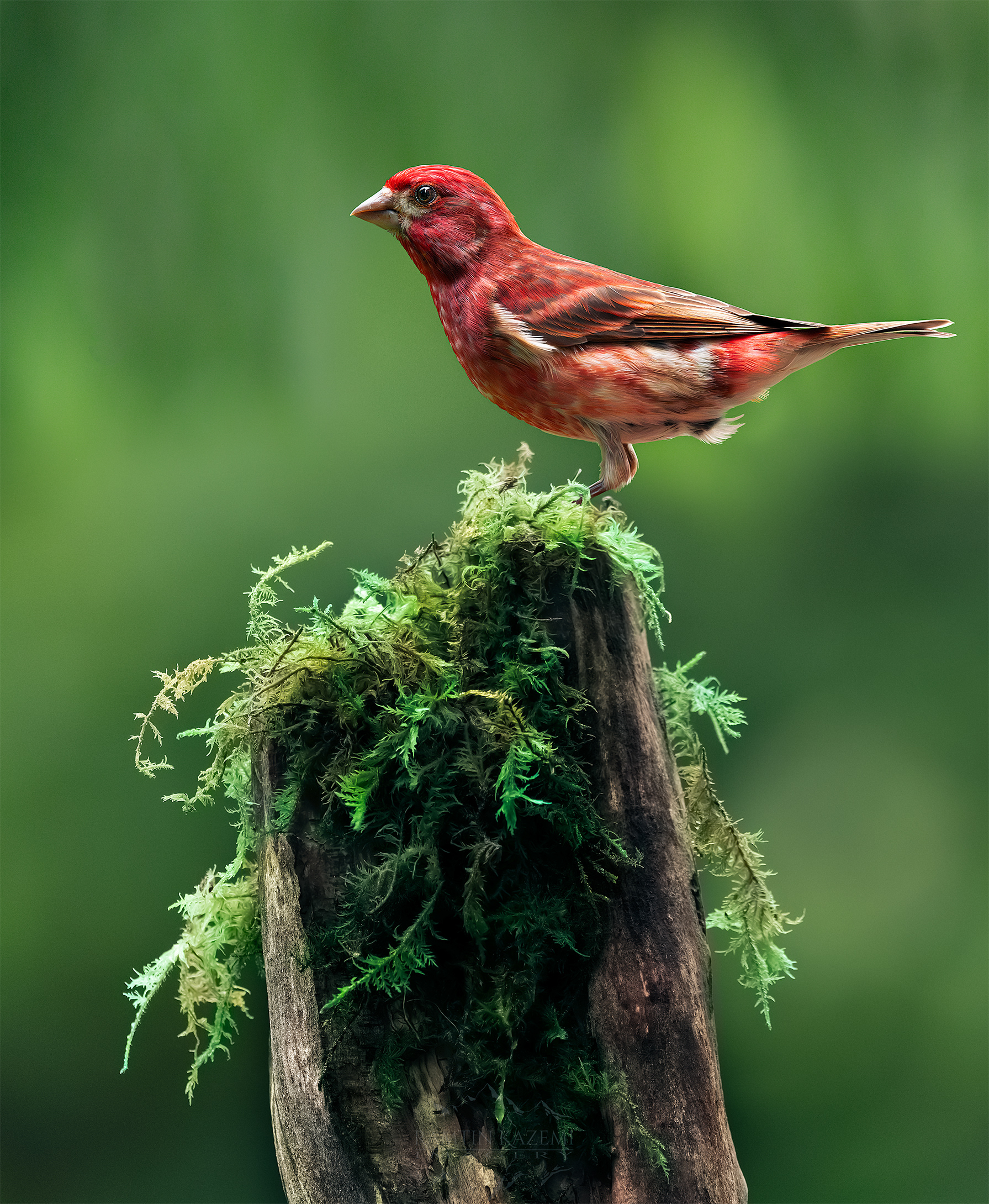 Purple Finch