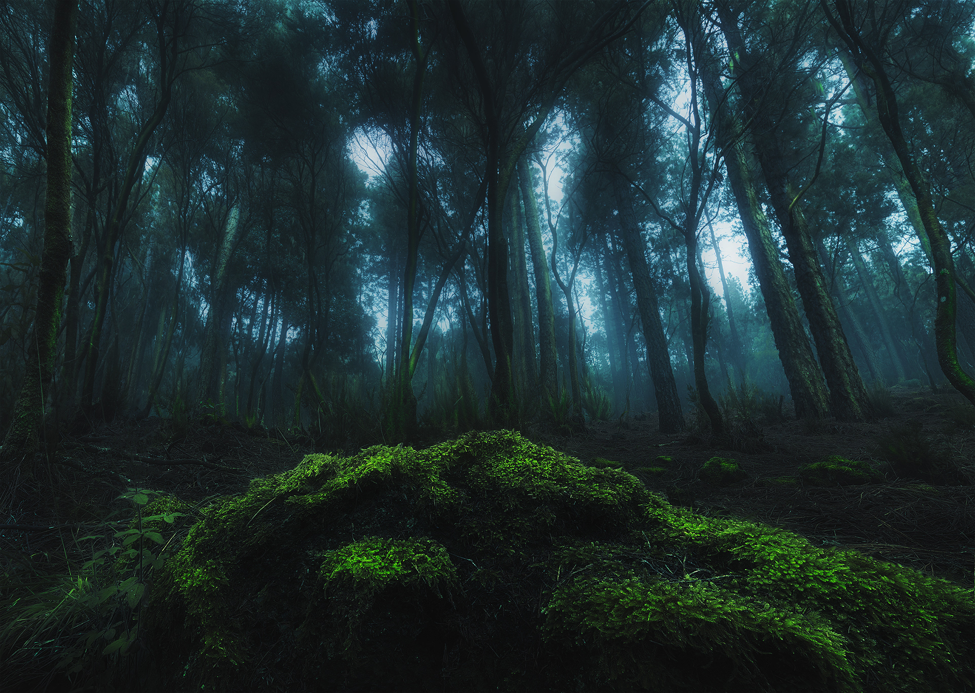 Dark Forest