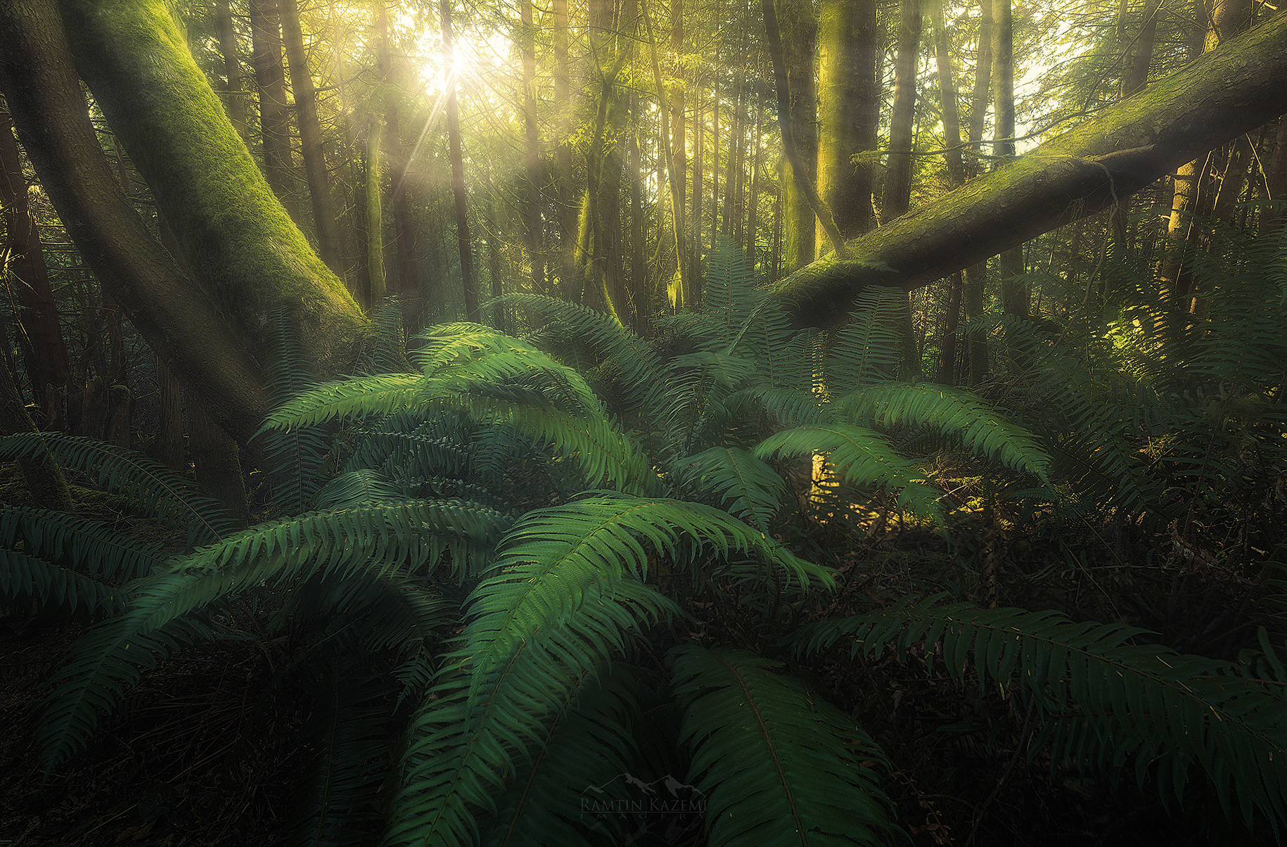 Grand Opening, Vancouver Island
