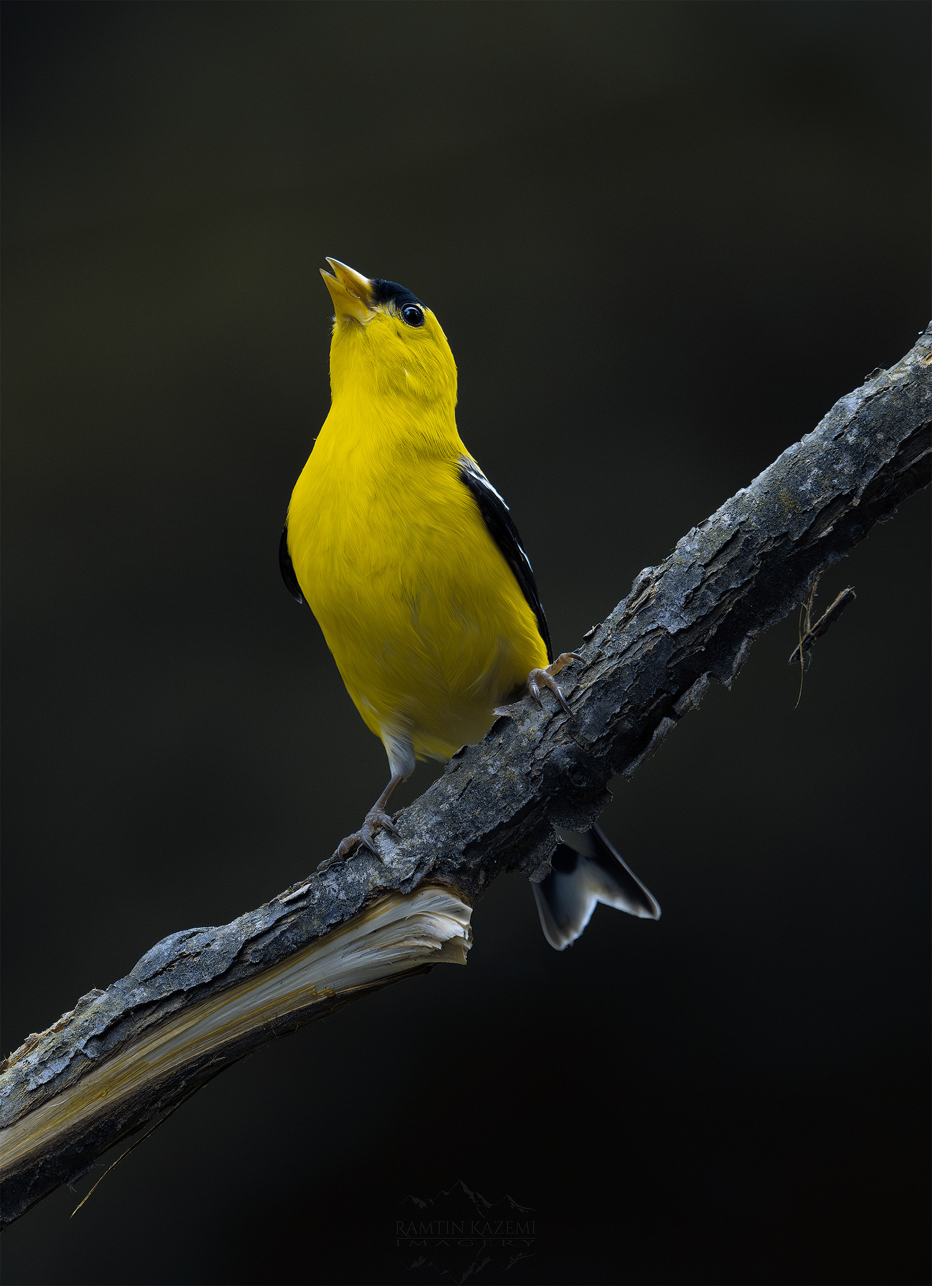 Male American Goldfinch