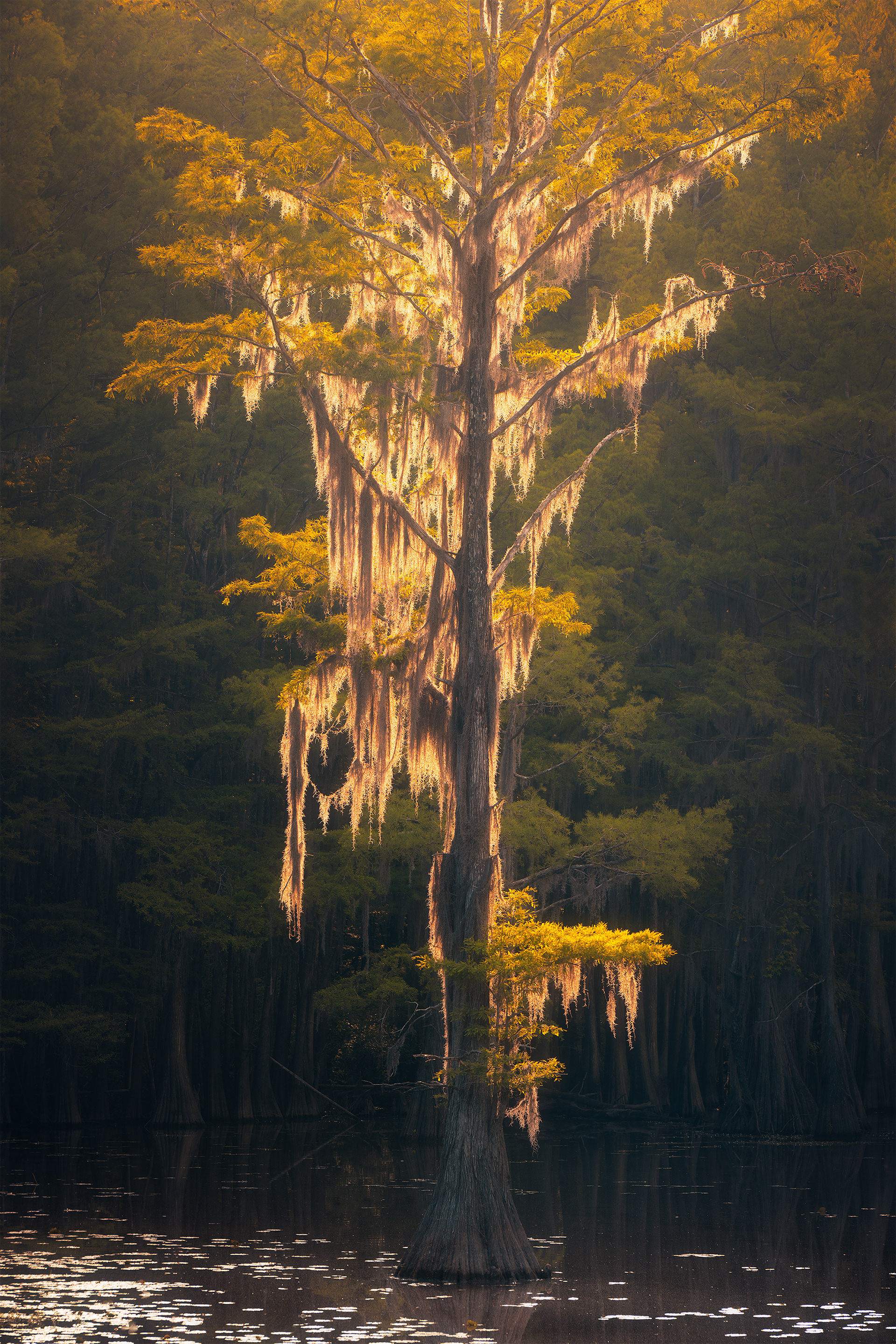 Backlit Cypress