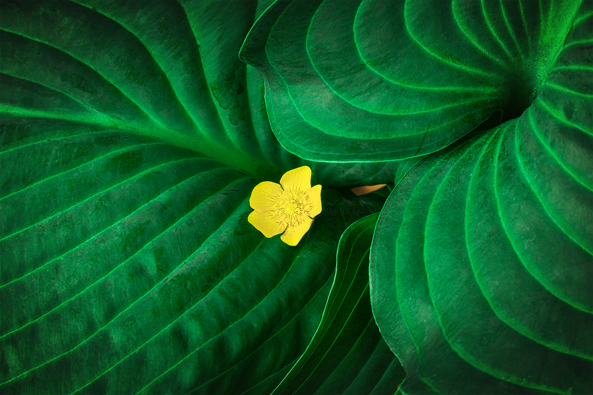 The One, My literal backyard!