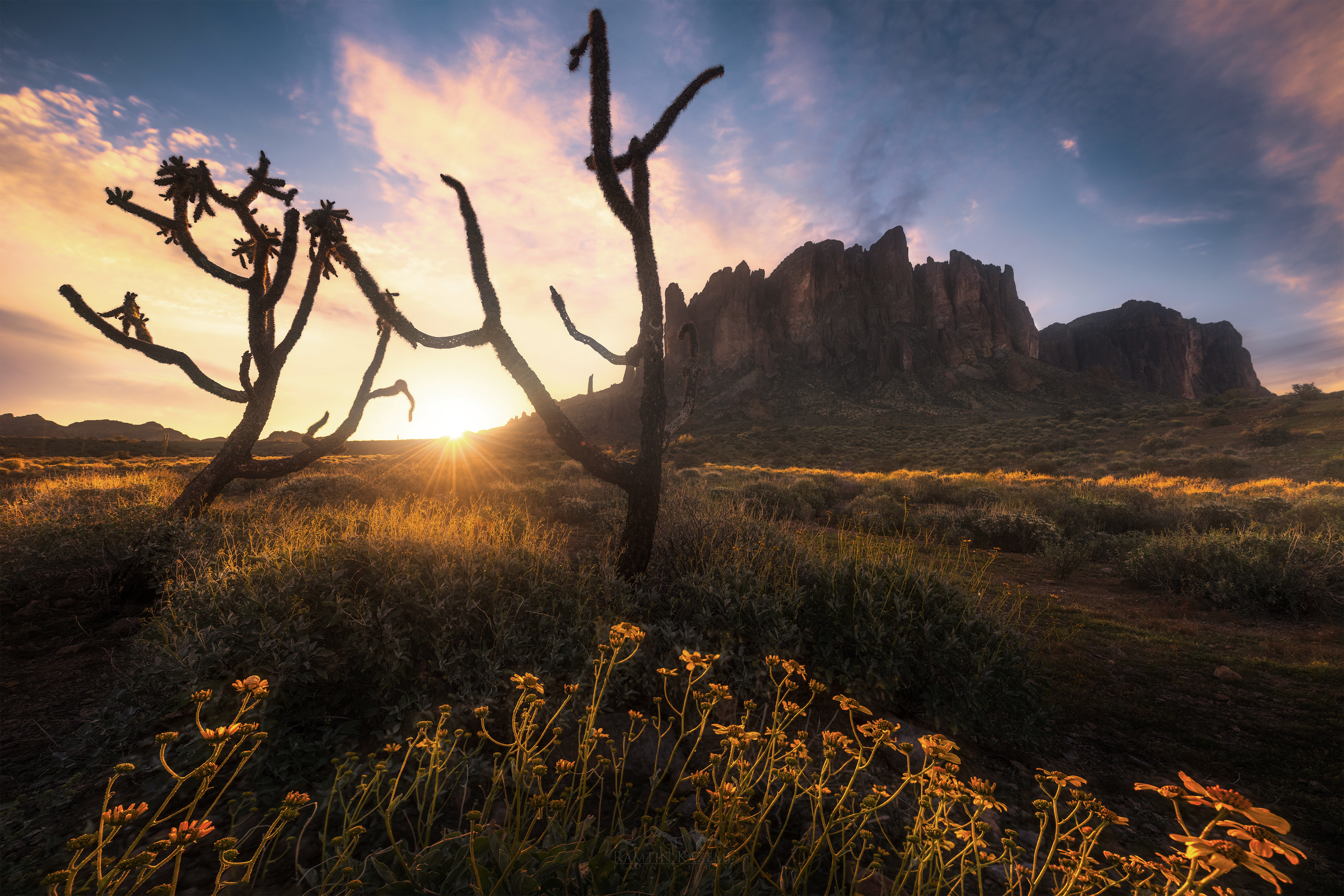 Desert Garden