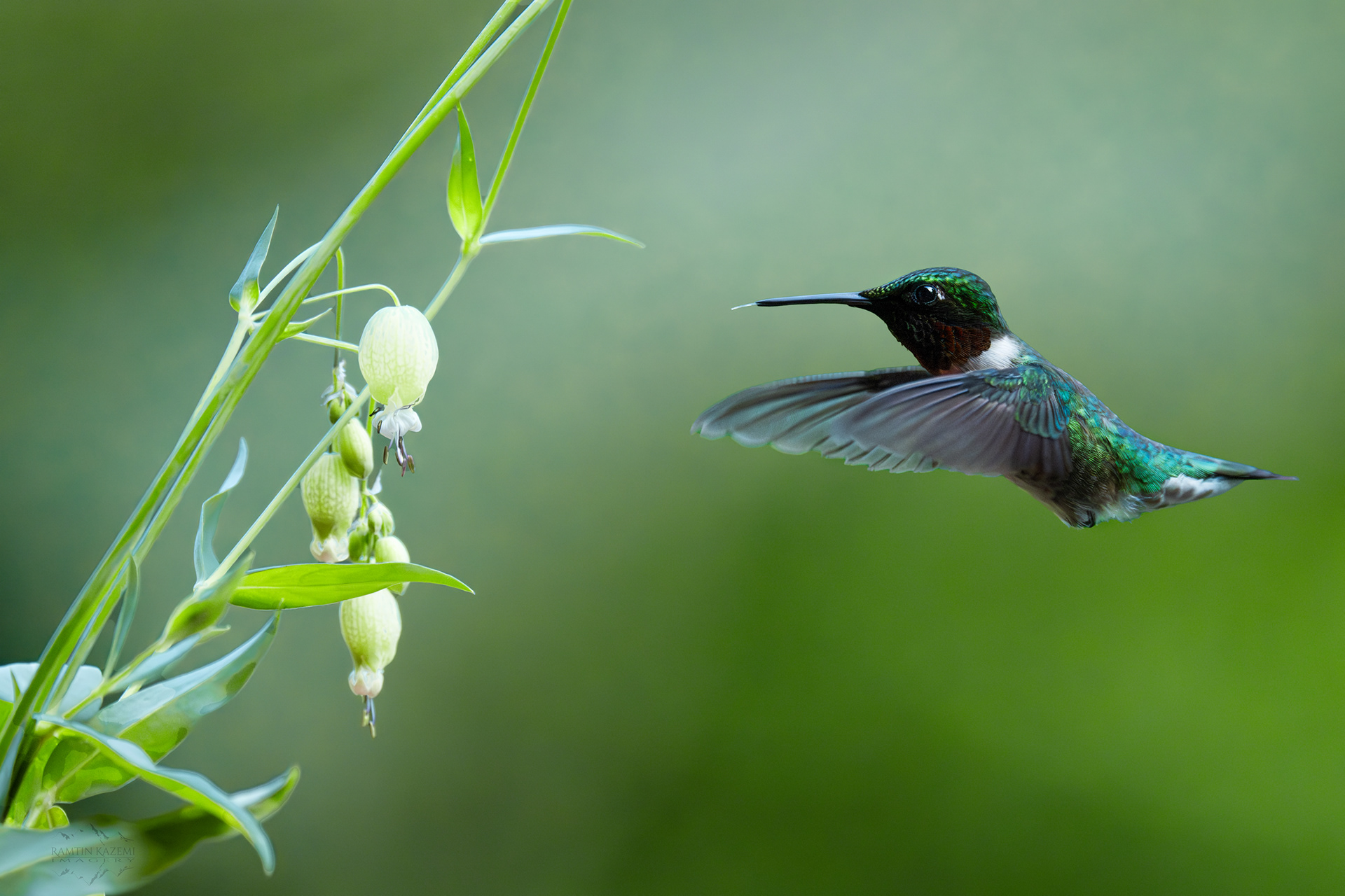 Ruby-throated Female Hummingbird