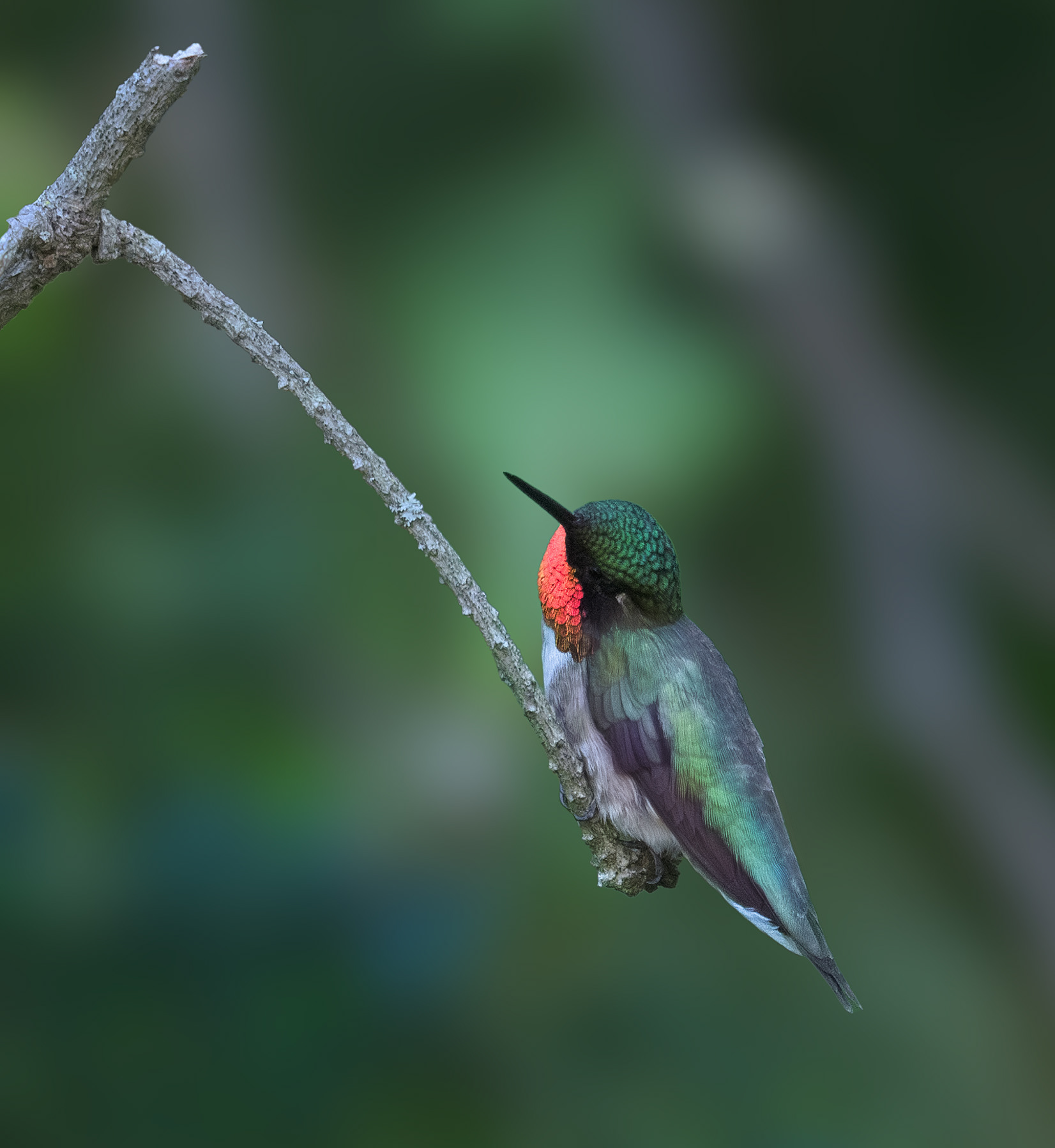 Ruby-throated Male Hummingbird