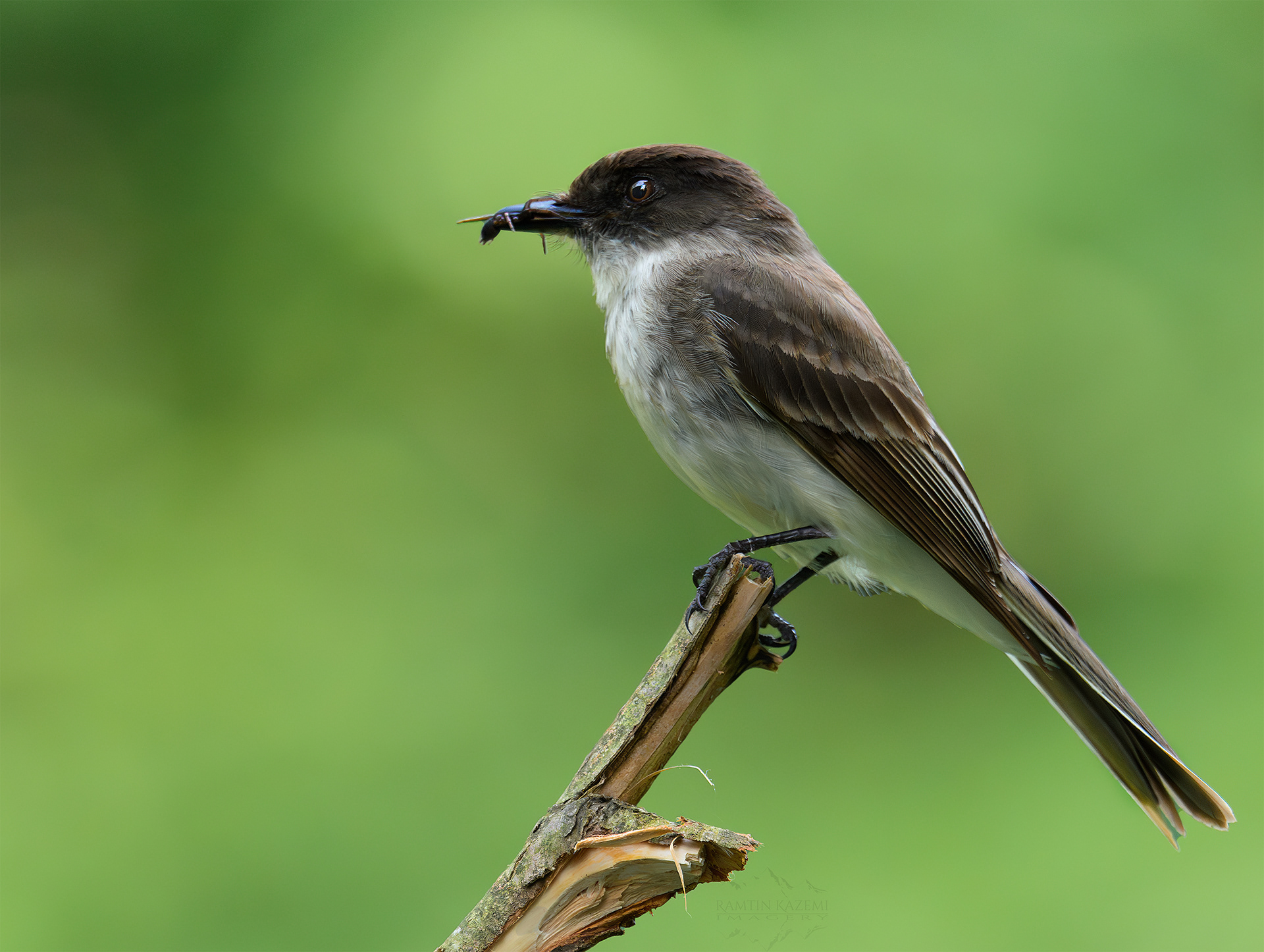 Eastern Phoebe