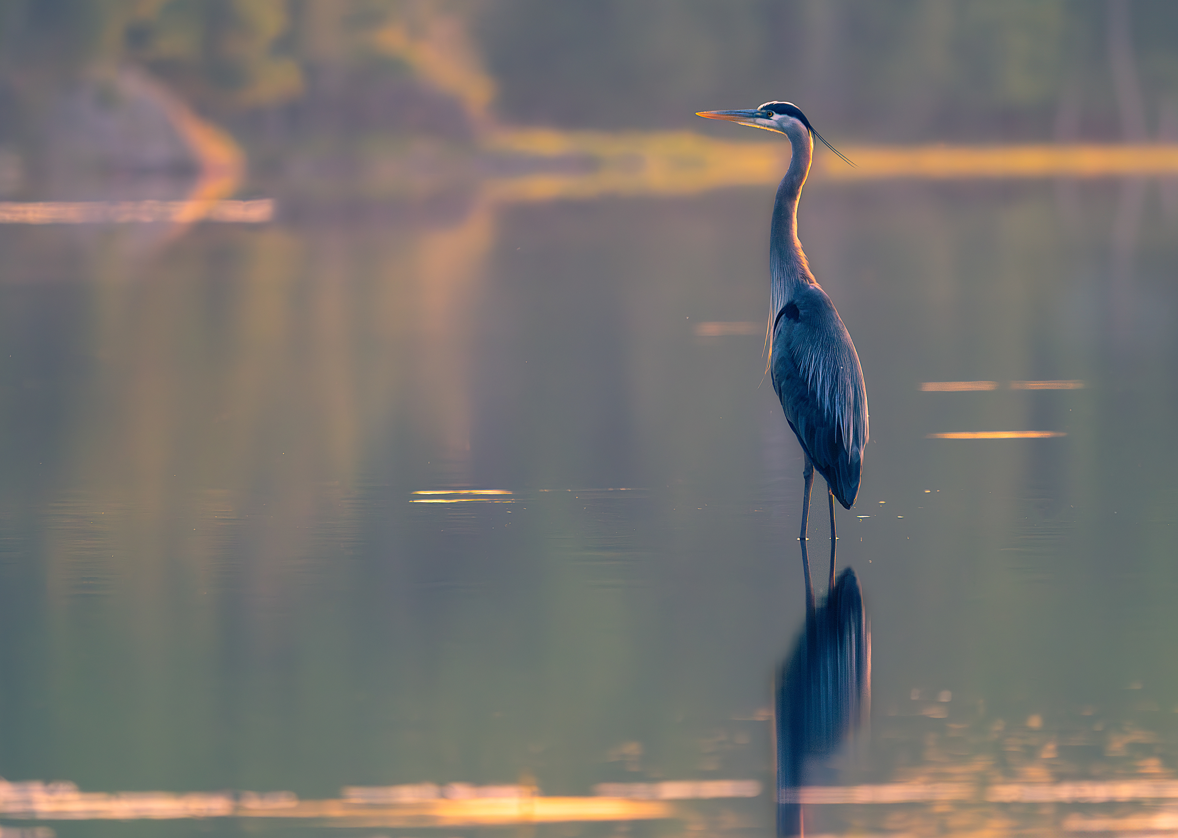 Great blue Heron