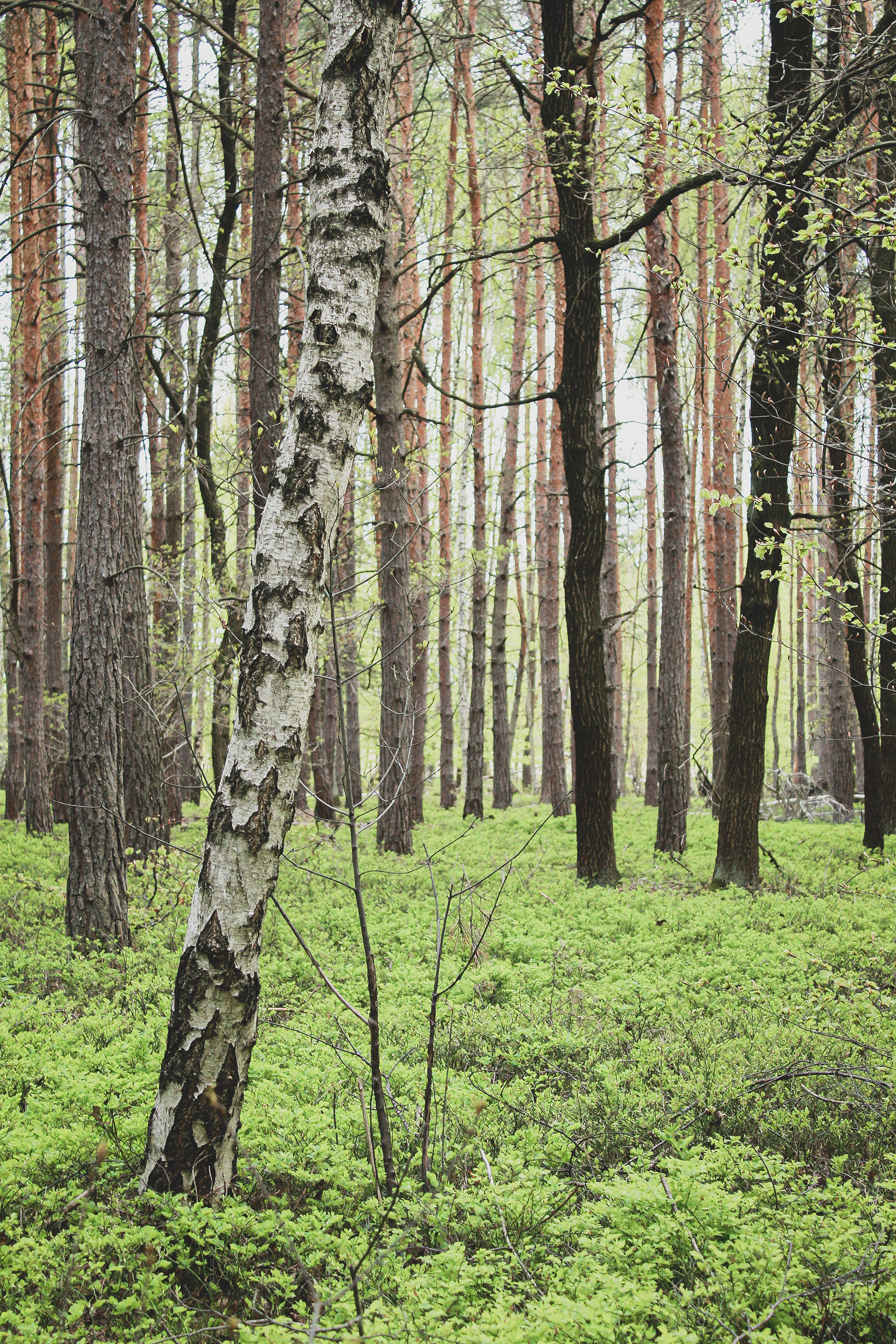 Jaro na podlesí, 23. dubna 2023
