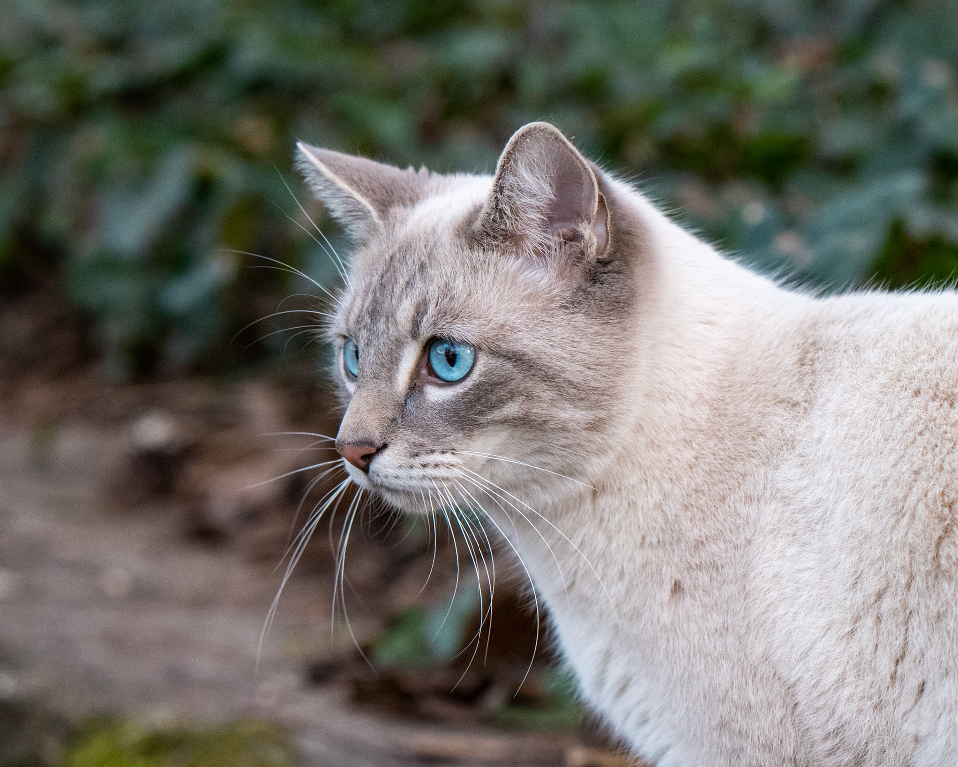 Sapphire