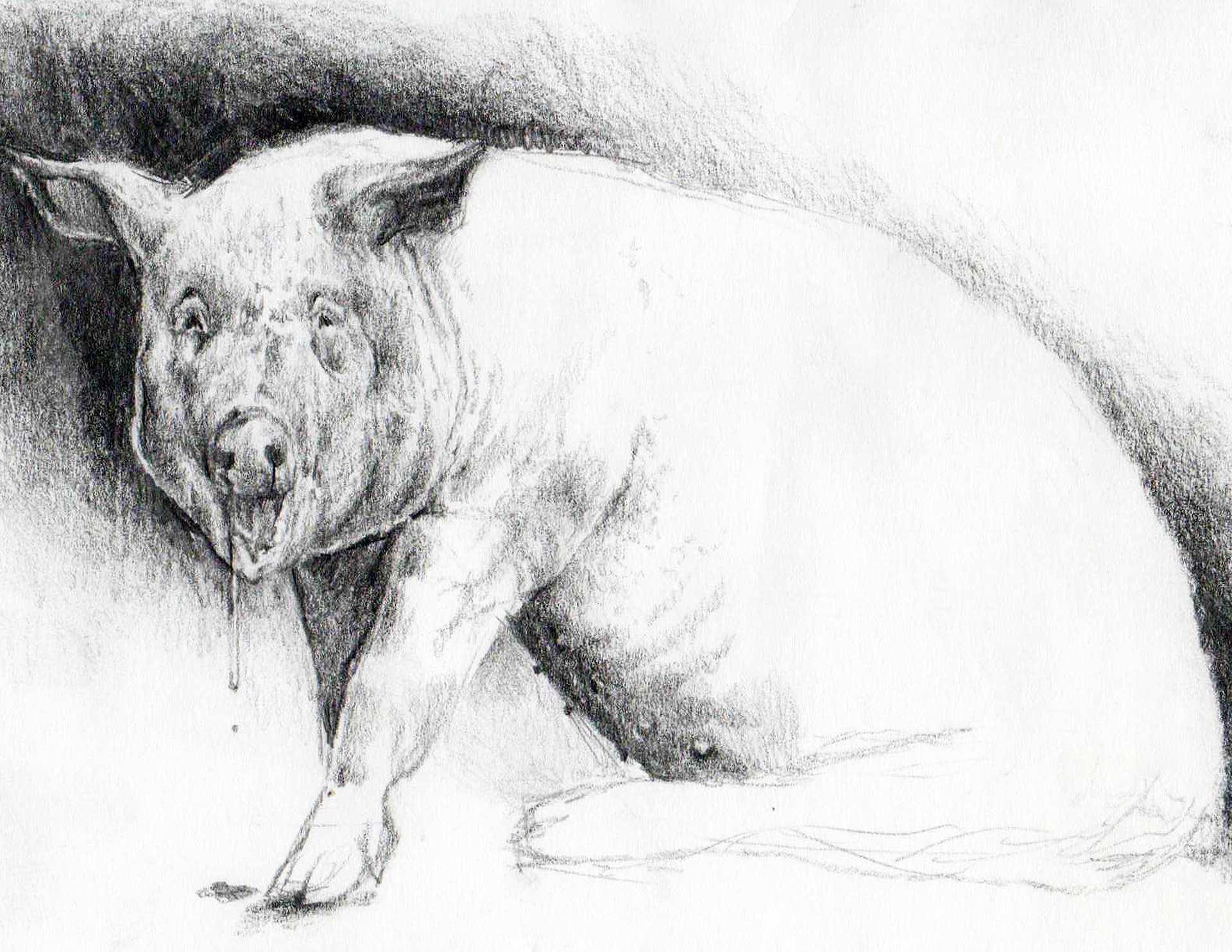 Swine