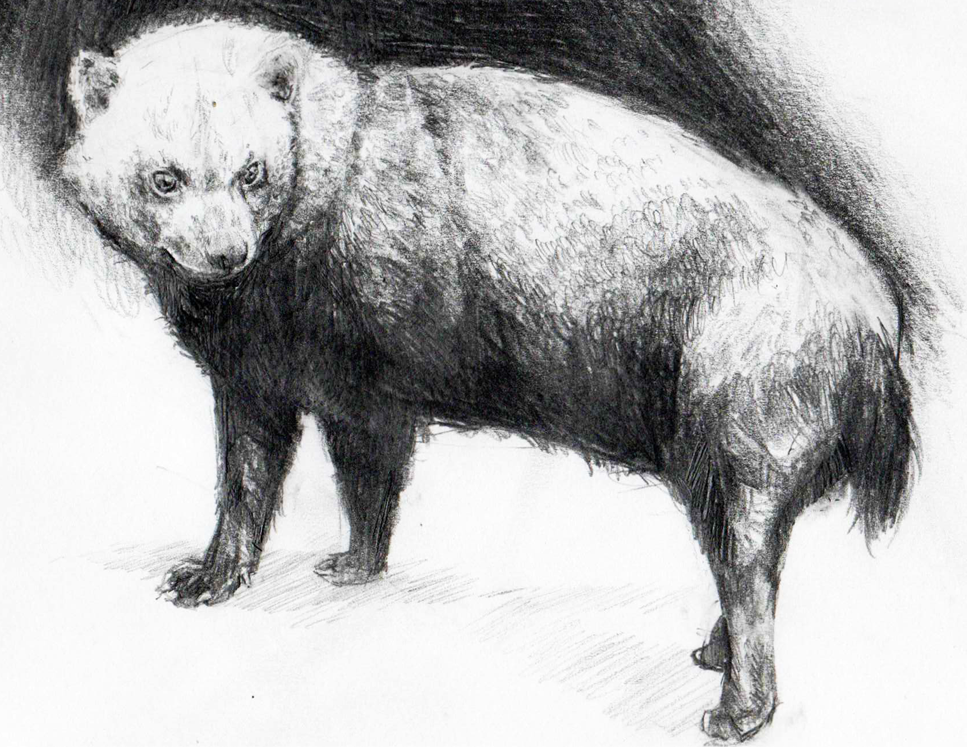 Bearcat