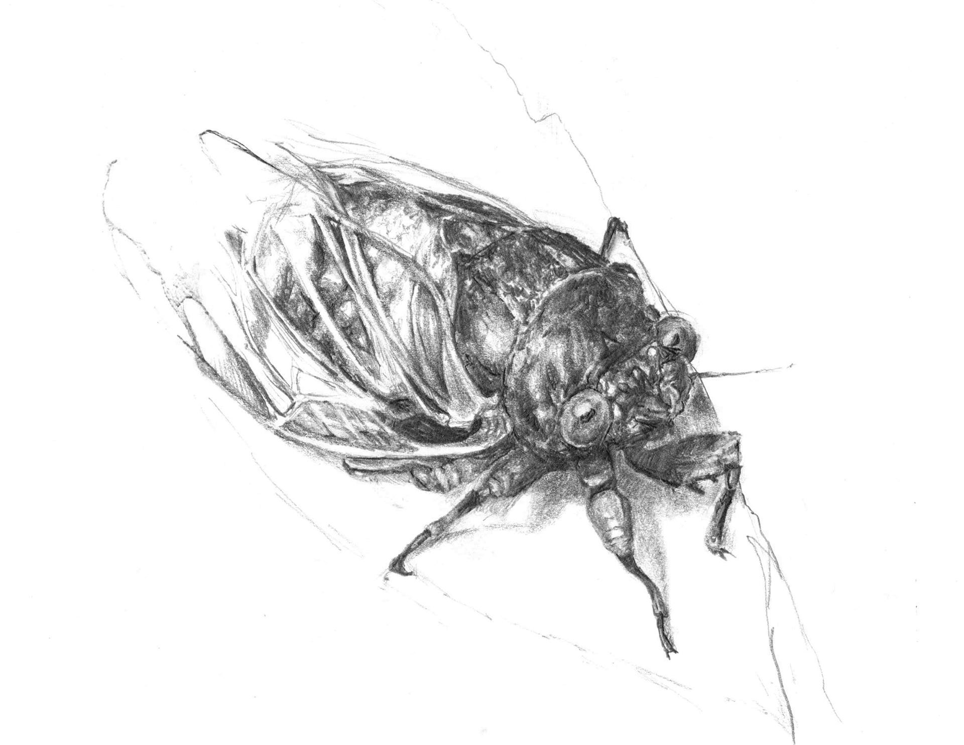 Cicada