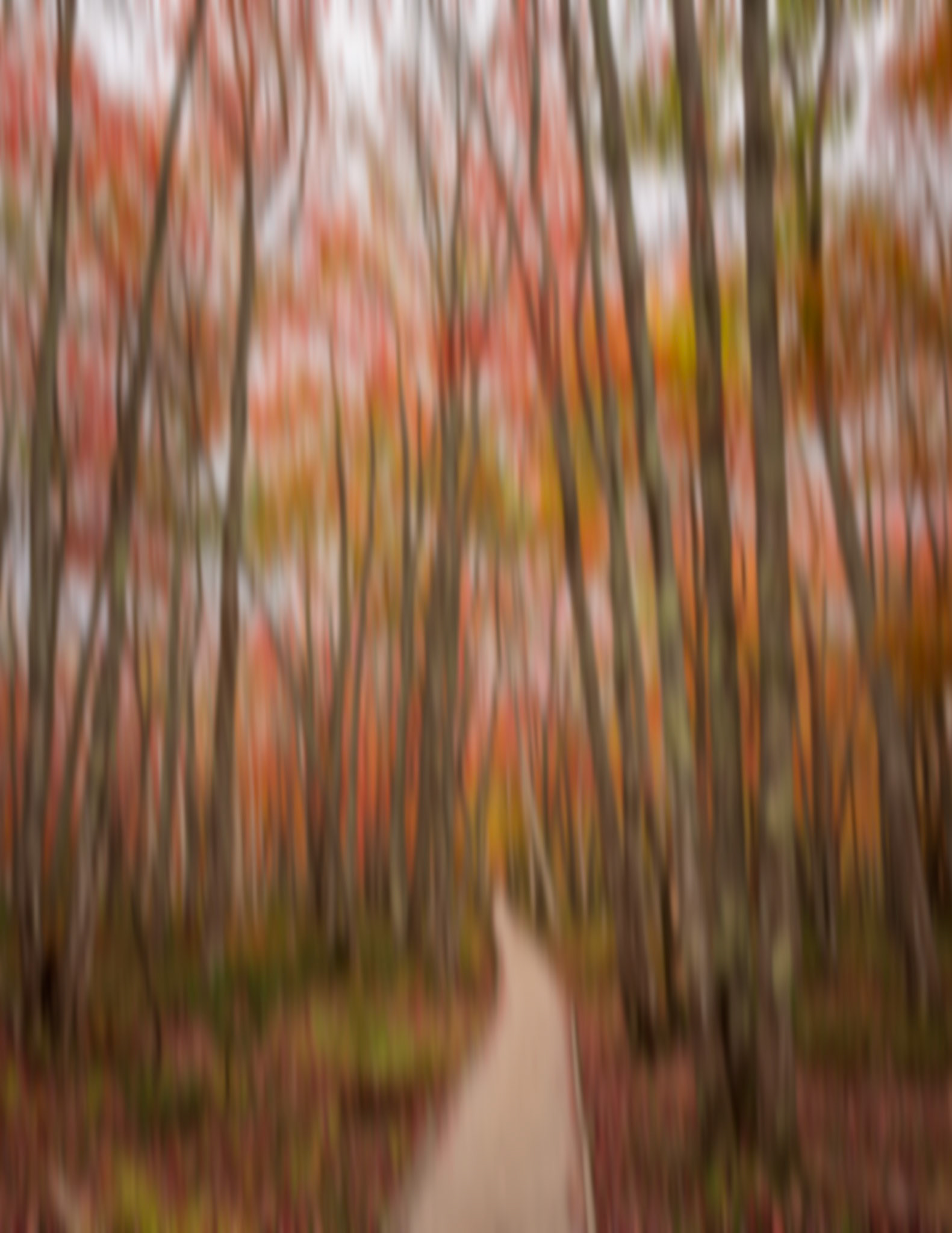 Ethereal Dreams - This is a a shot of Jessup Path captured in Acadia National Park with a painterly effect and added motion blur in post-processing with Photoshop