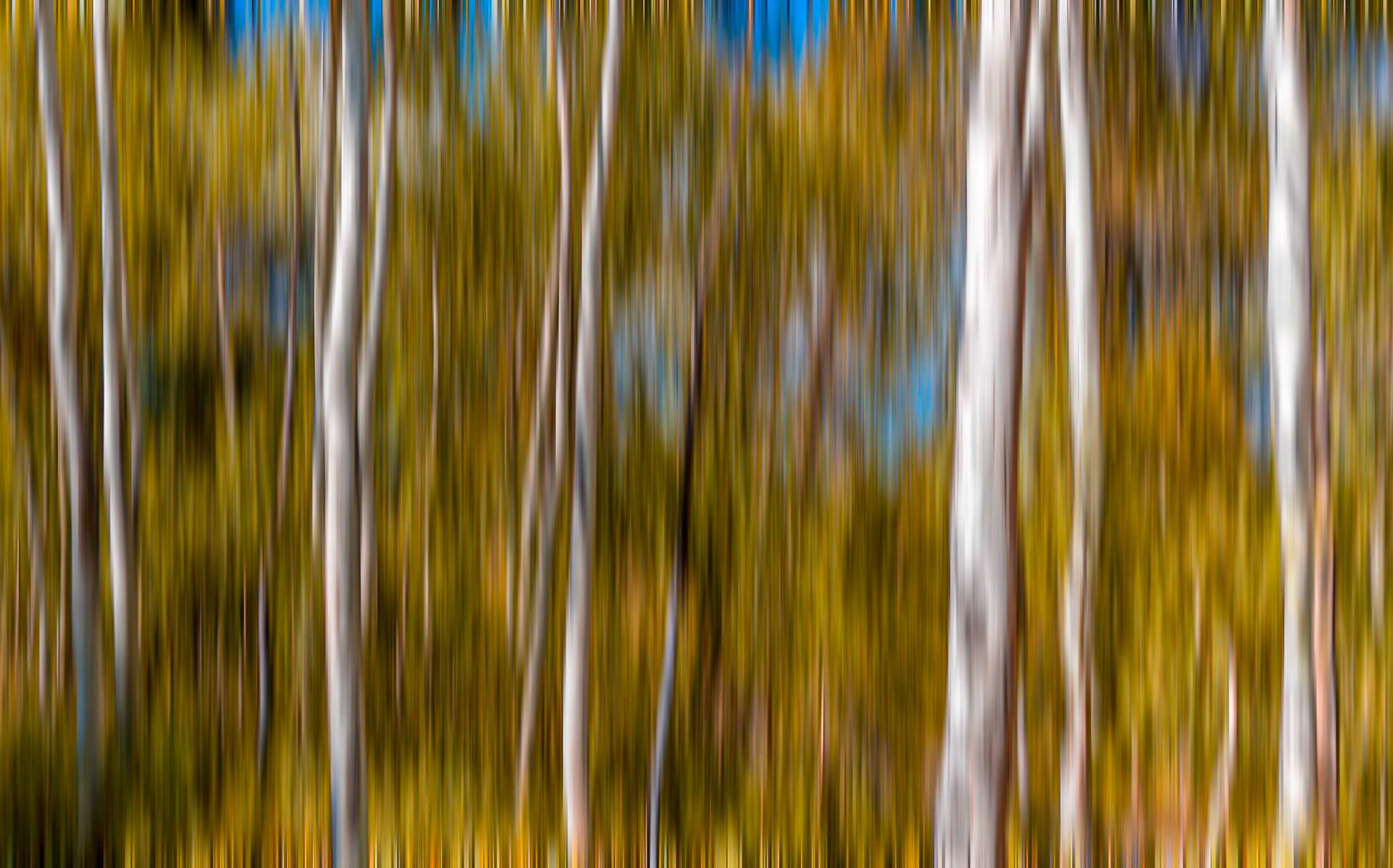 Aspen Abstractions - motion blurred Colorado Aspen Trees