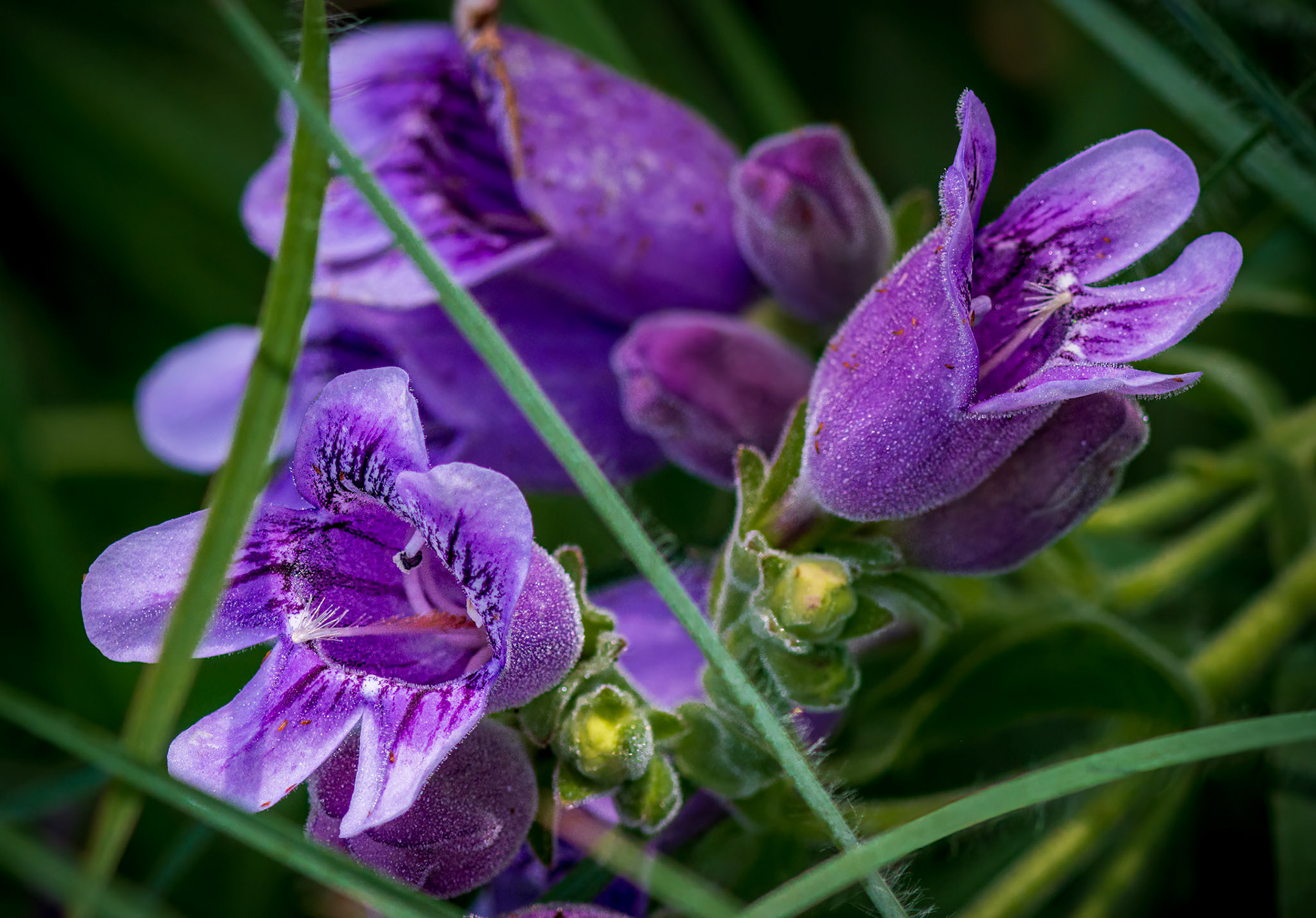Beauty in Purple  - Penstemon Serrulatus Flower captured at the Shaw Nature Reserve