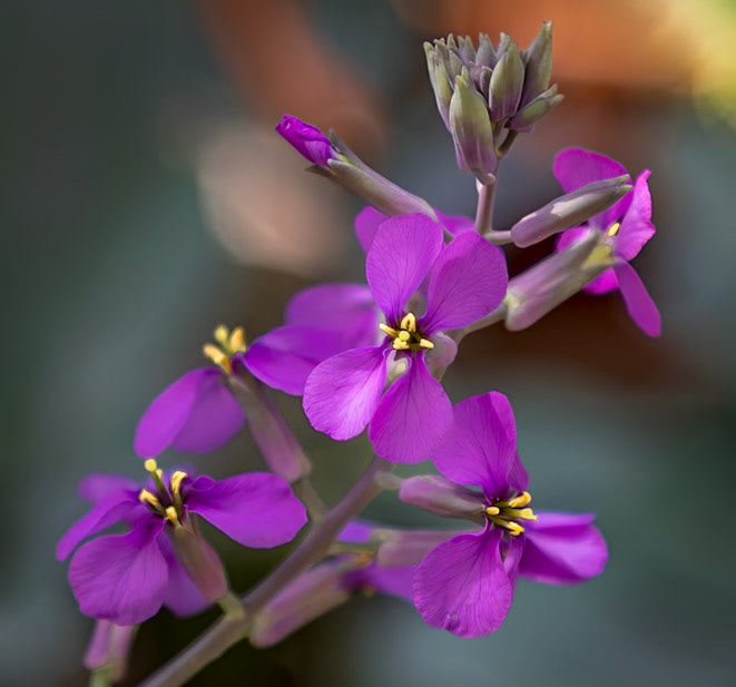 Chinese Violet Cress - aka the February Orchid captured at the Missouri Botanical Garden