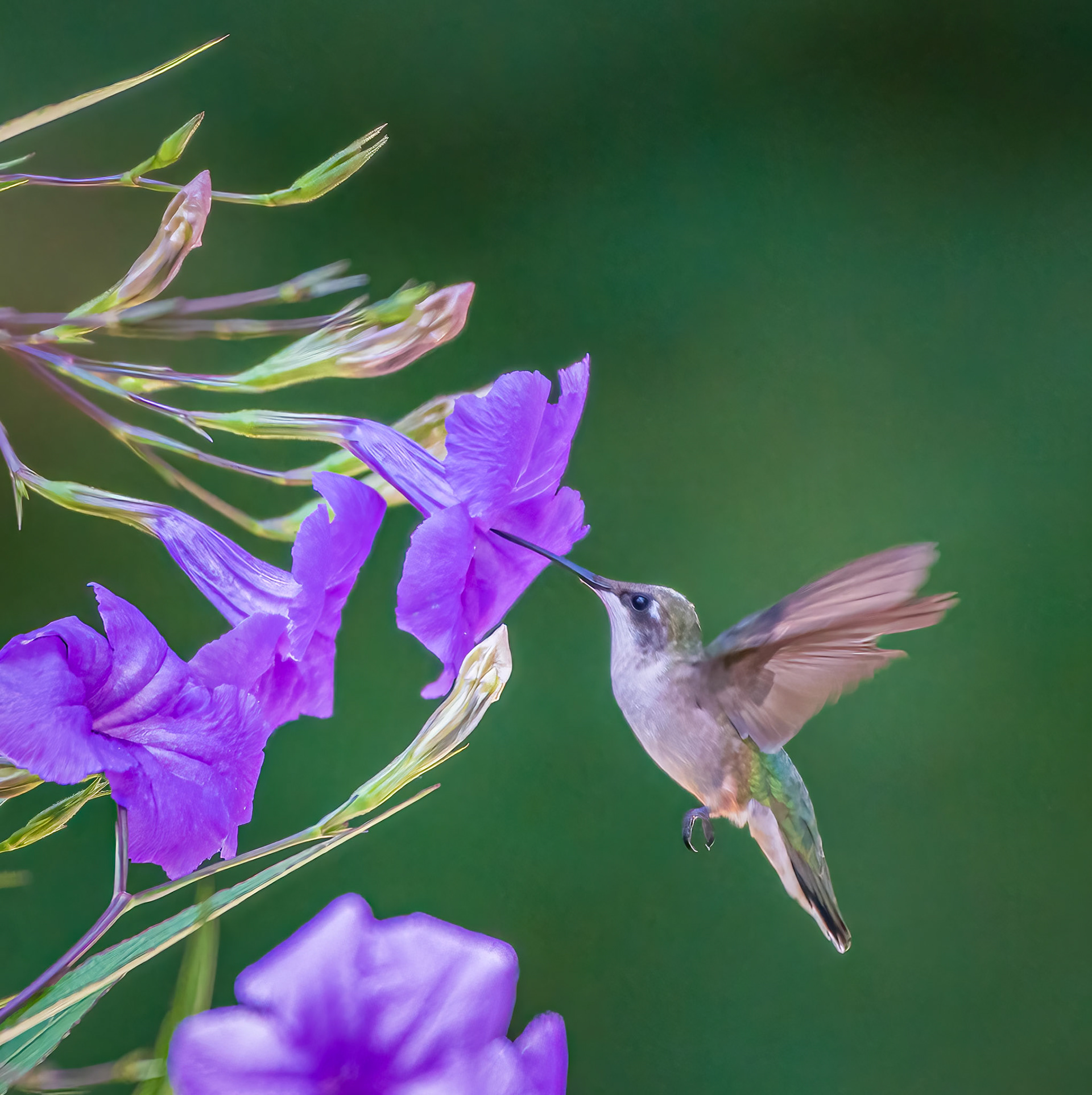 Hovering