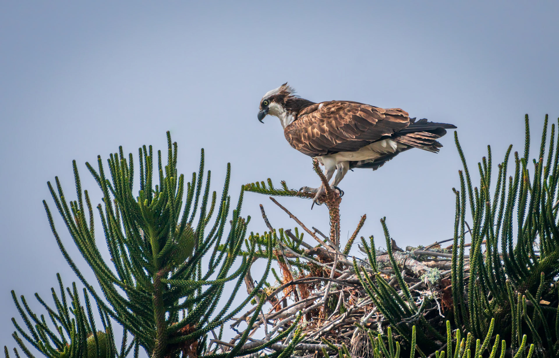 Osprey Guarding The Nest