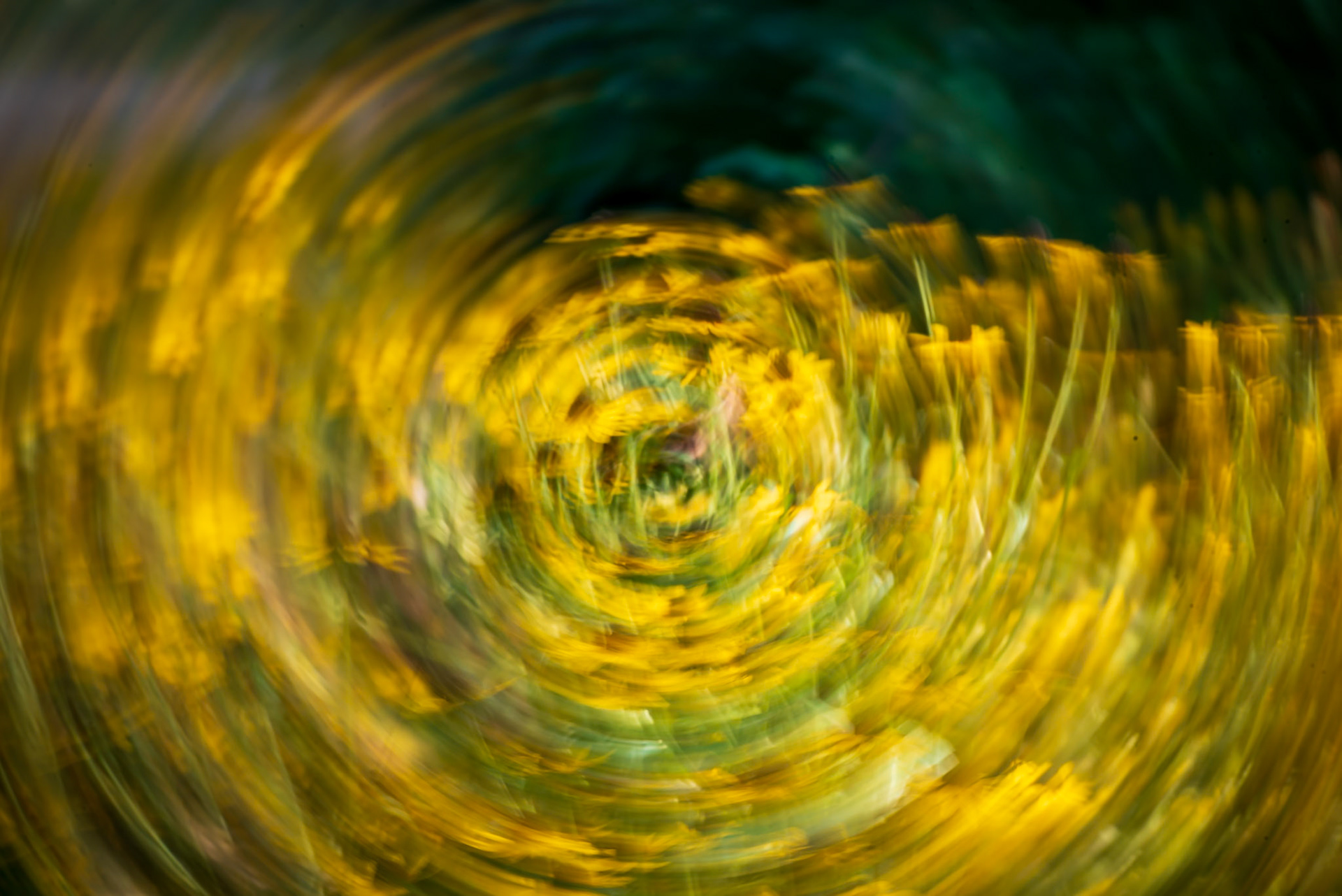 Circle of Nature - Abstraction of a patch of Black Eyed Susans captured at the Shaw Nature Reserve