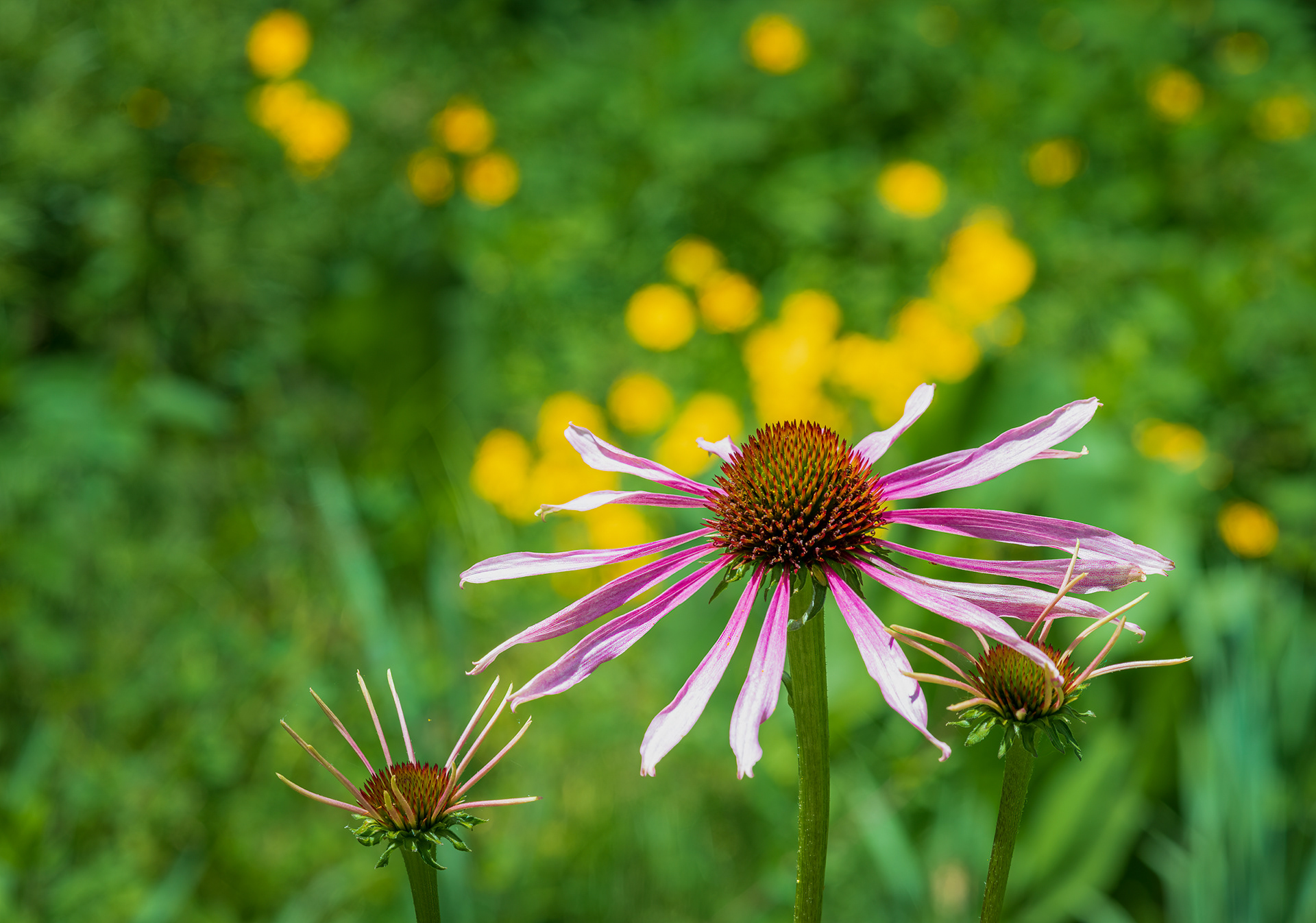 Emerging Beauty