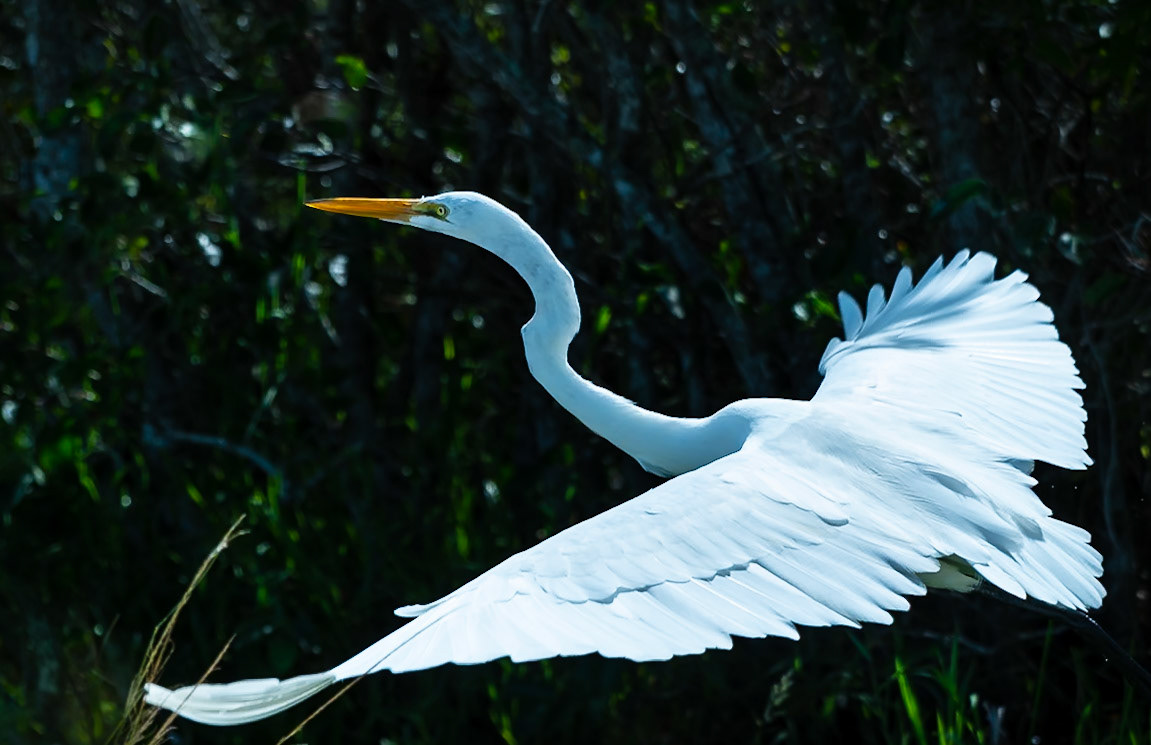 Egret In Flight - Everglades National Park