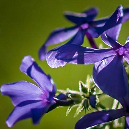 Wildflowers backlit by the early morning sun. - Perhaps Downy or Great Blue Lobelia, captured in the Shaw Nature Reserve