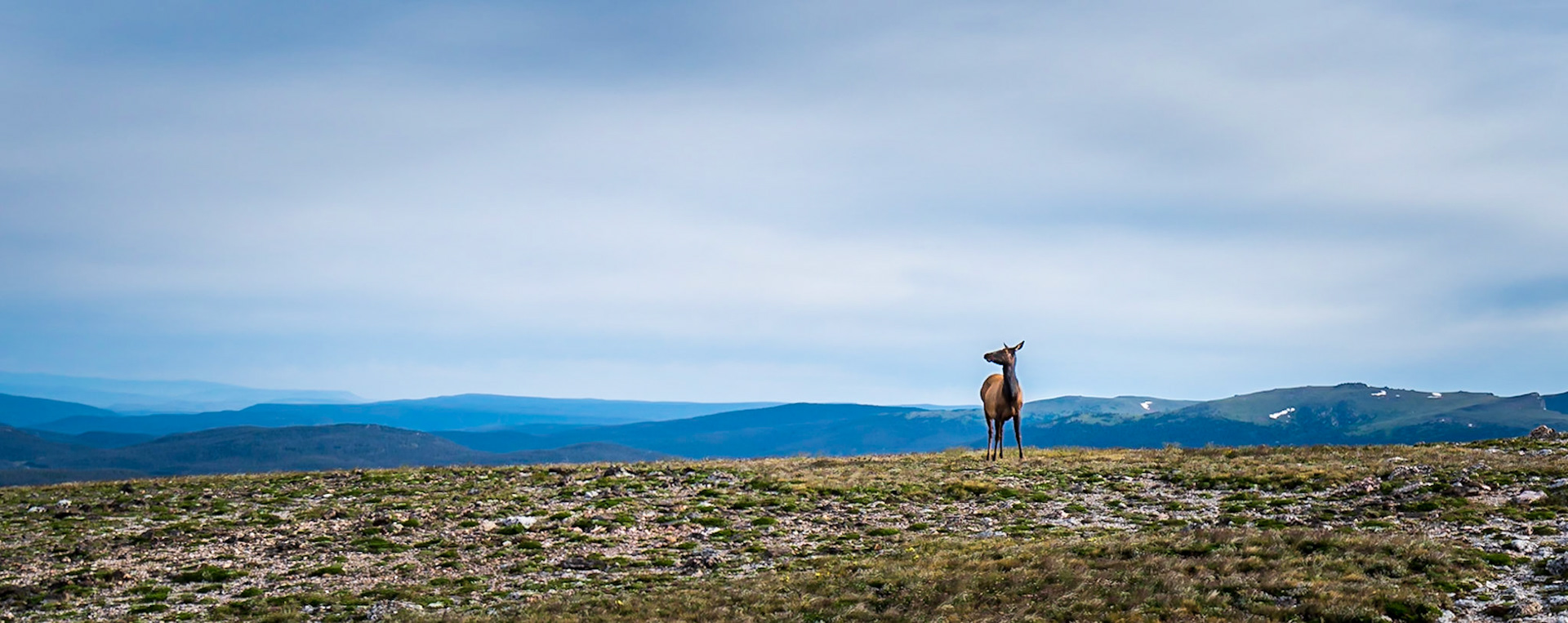 On Top Of The World - Young Elk at 12,000 feet, Rocky Mountain National Park
