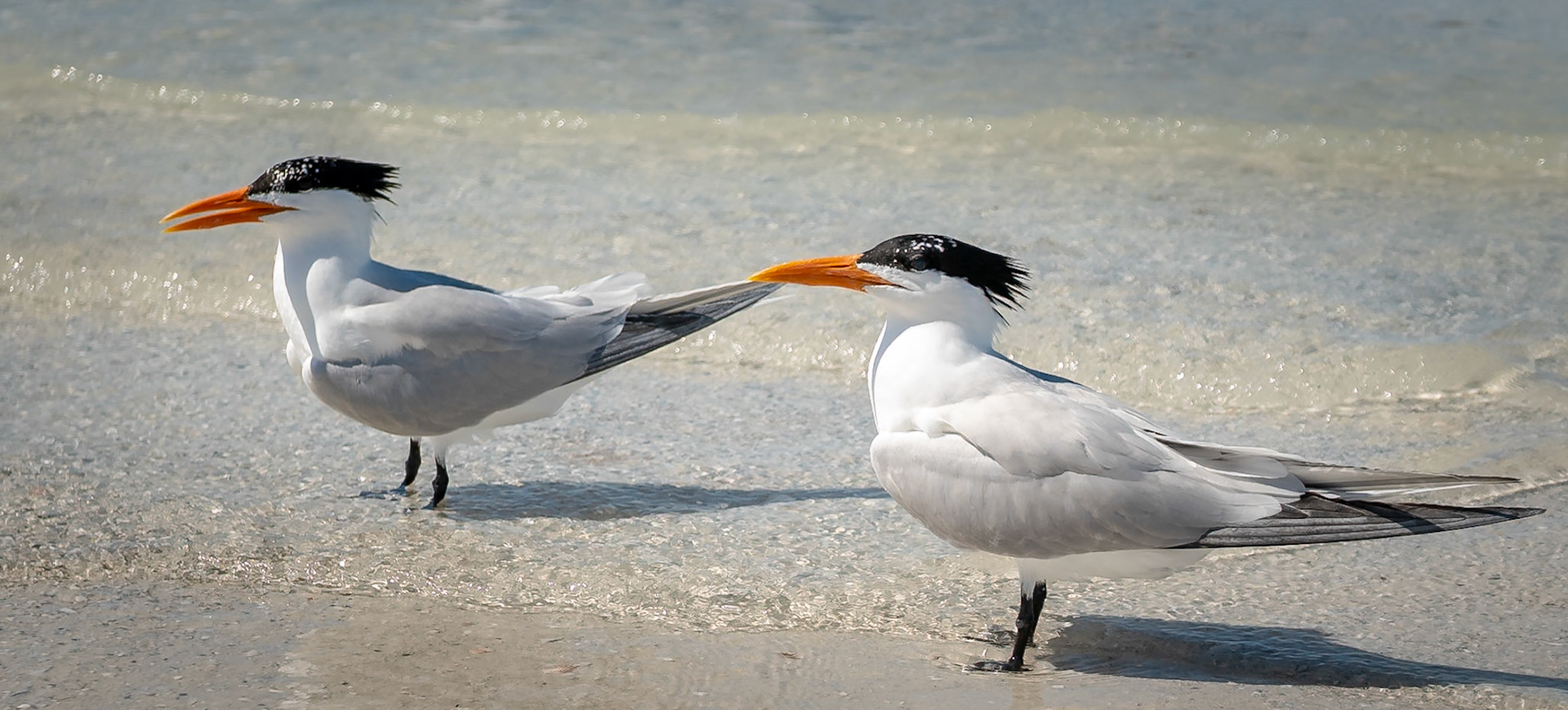 Basking Royal Terns
