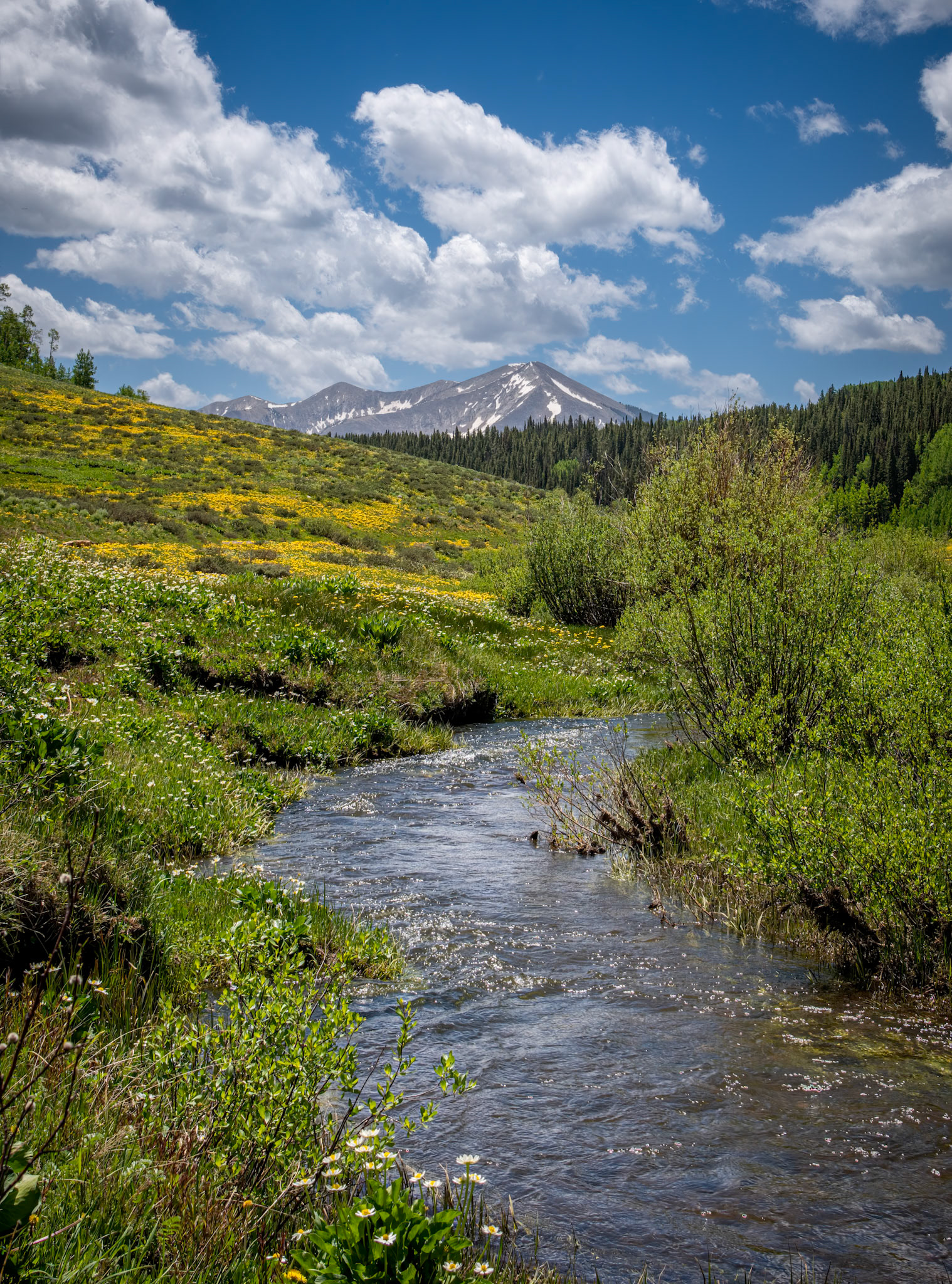 Spring in the Rockies - Wildflowers blooming in the Colorado Rocky Mountains near Crested Butte