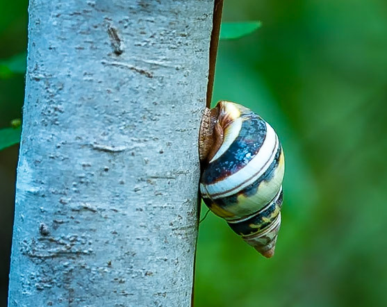 Tree Snail in Everglades National Park