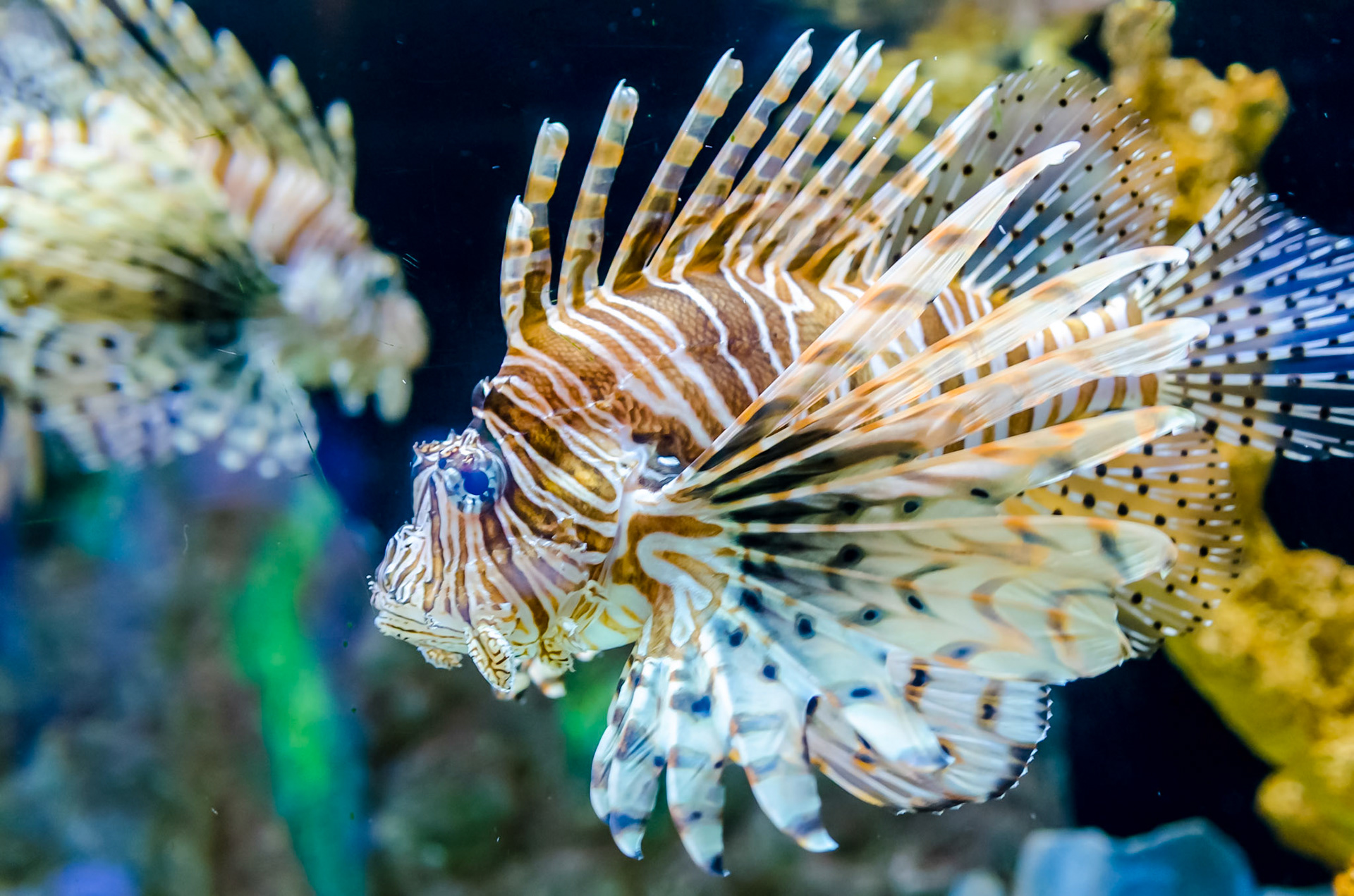 Lionfish - Mote Aquarium