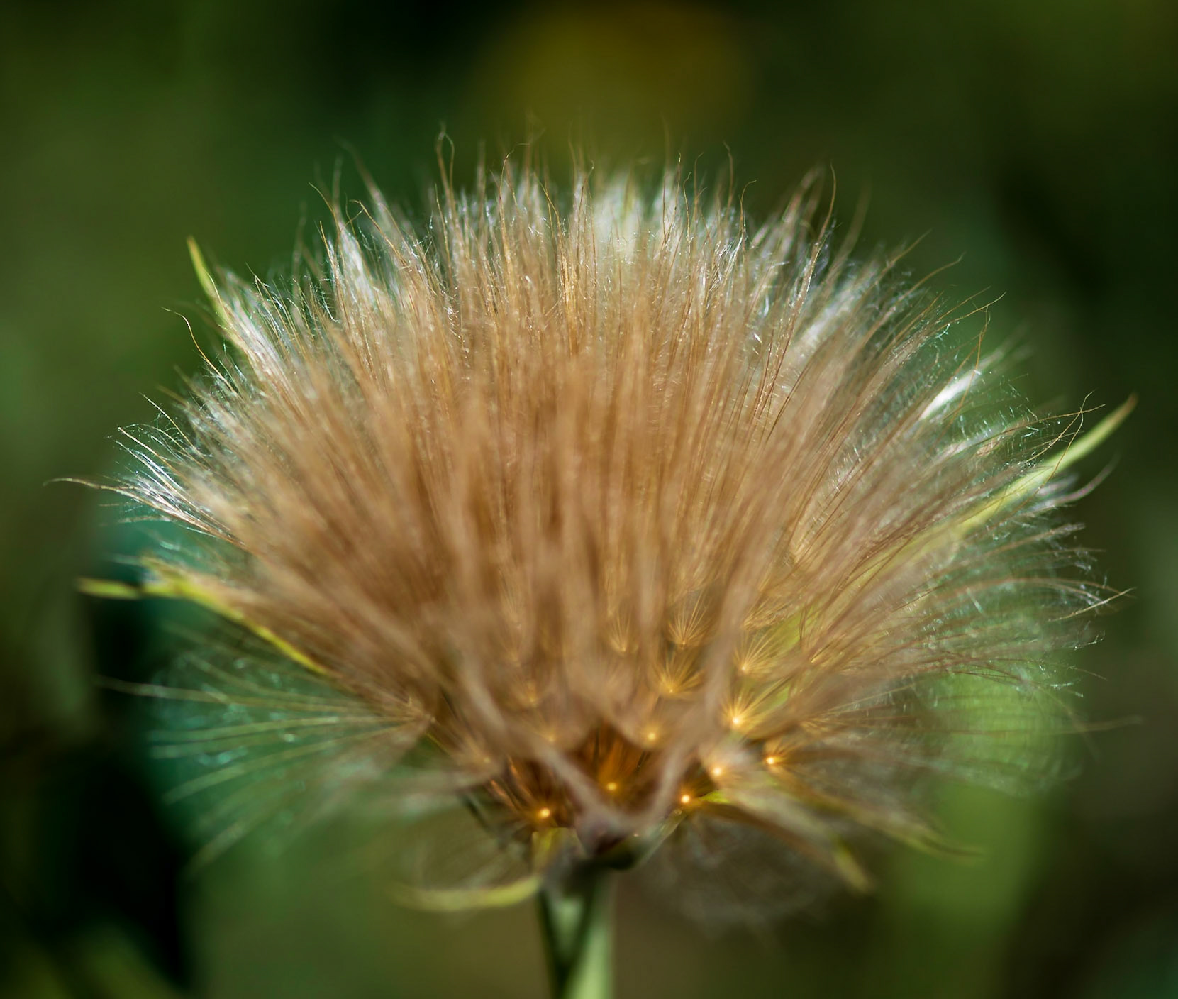 Rocky Mountain Wildflower - Mountain Dandelion preparing for winter.  Captured in Rocky Mountain National Park along the Wild Basin Trail