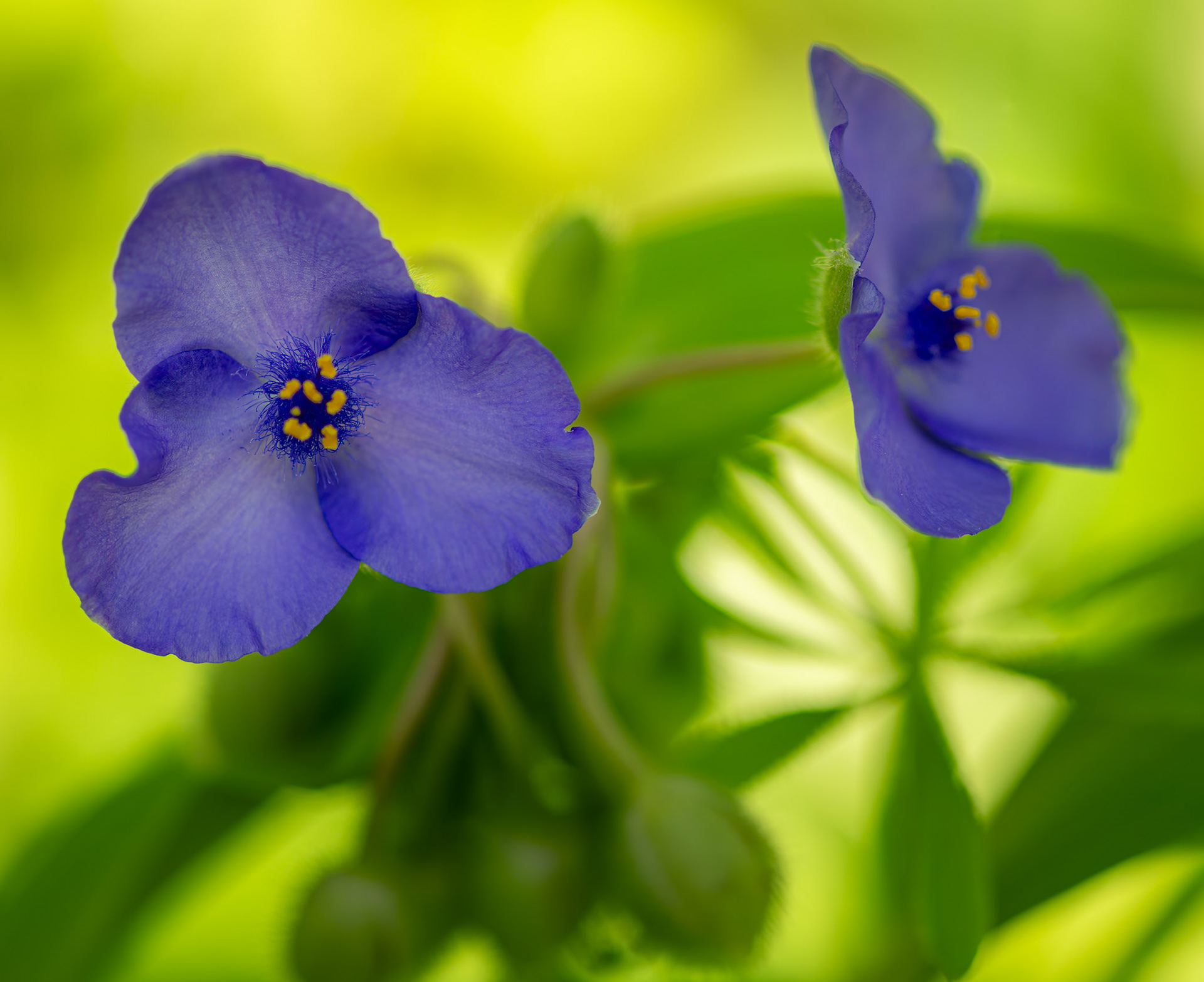 Splendorous Spiderwort - Captured at the Shaw Nature Reserve